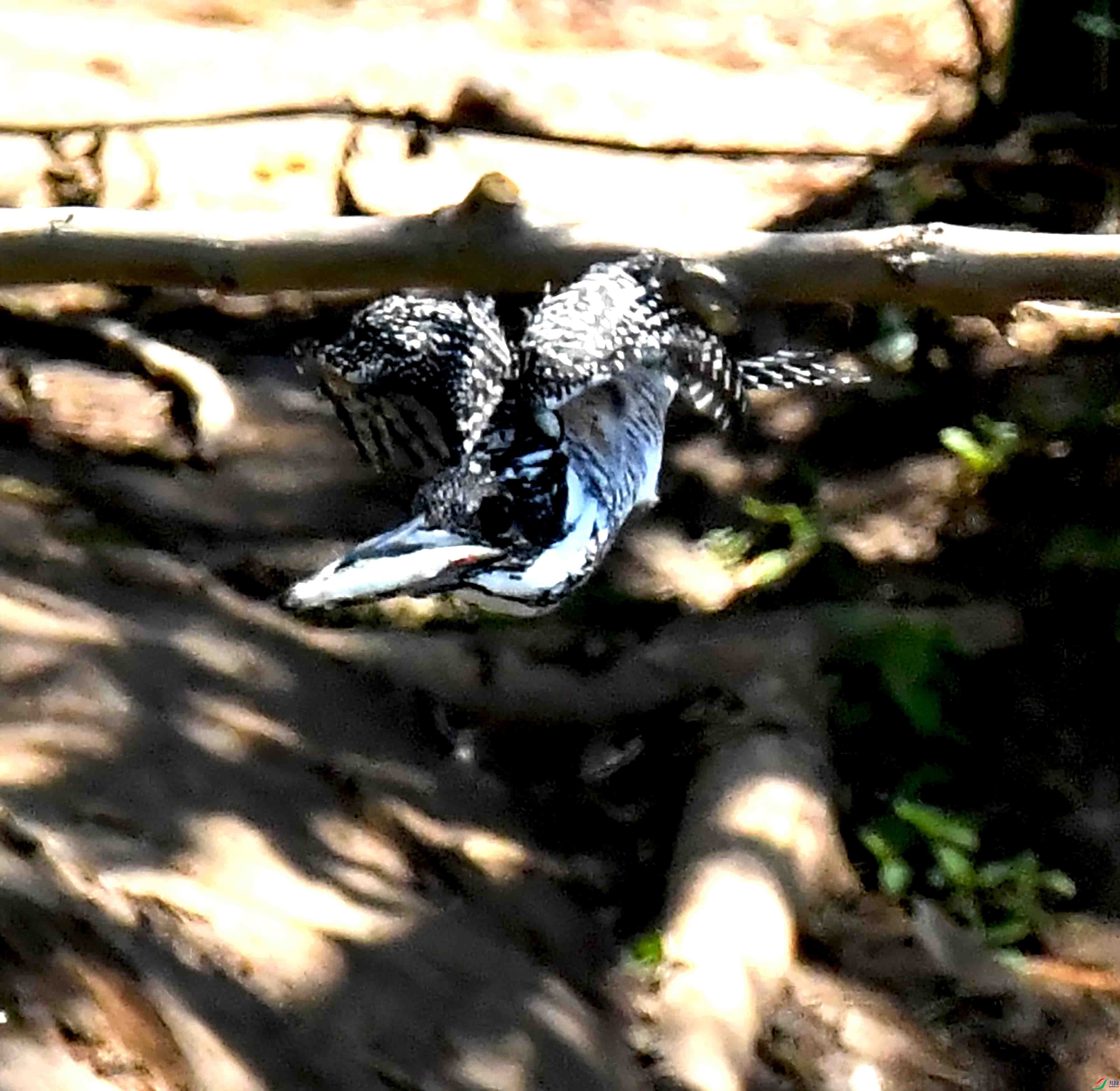 DSC_0731.JPG