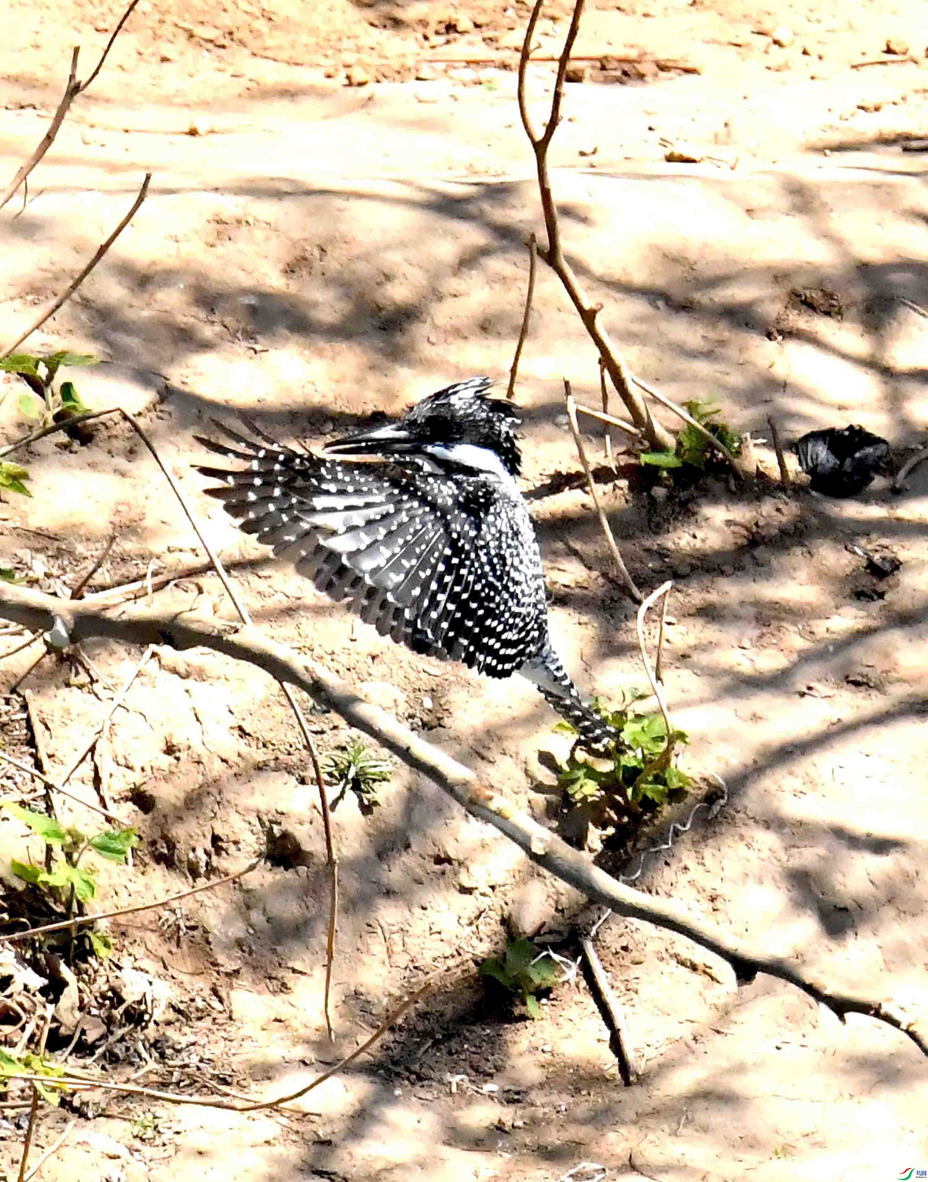 DSC_7841.JPG