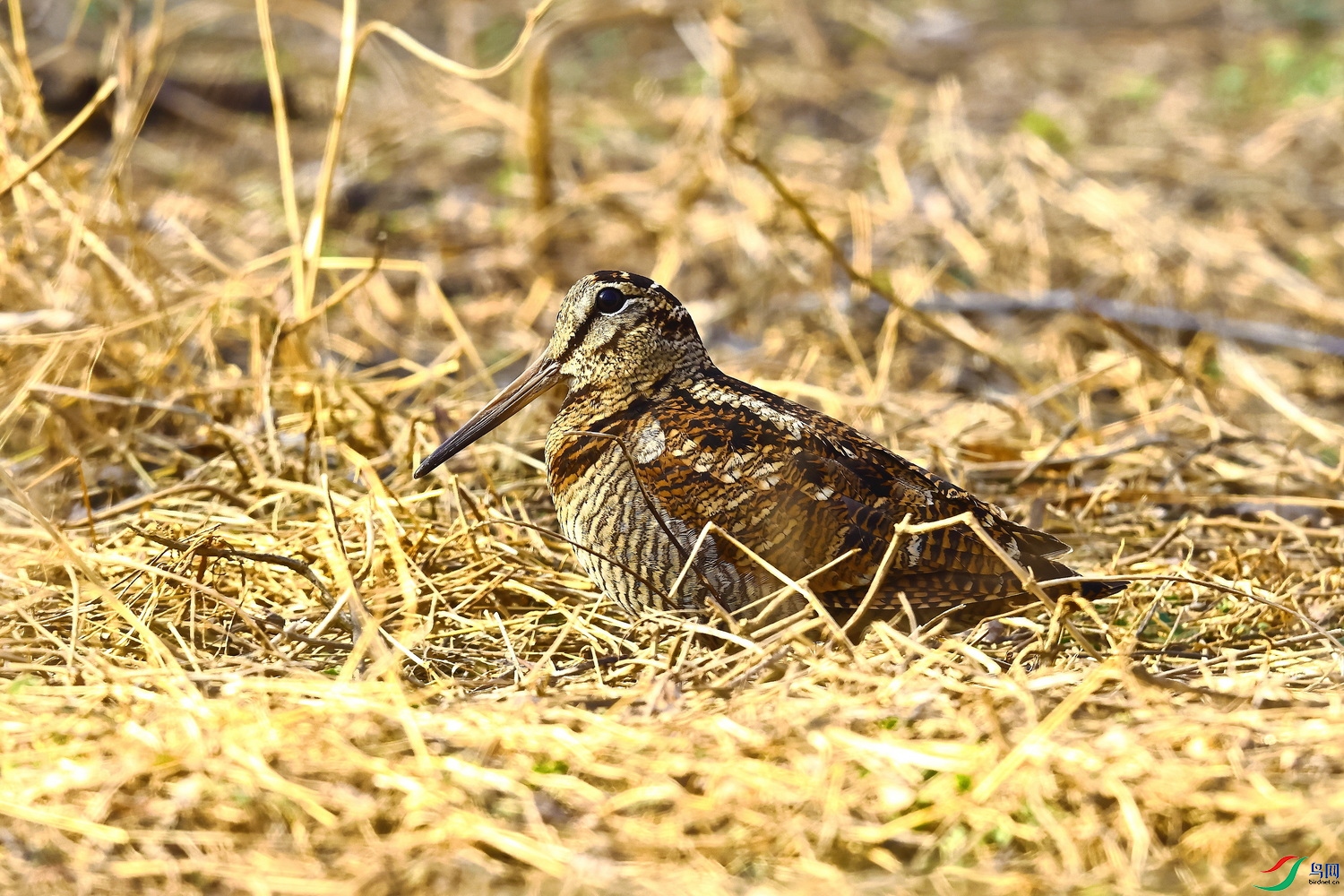 IMG_4877-1.JPG