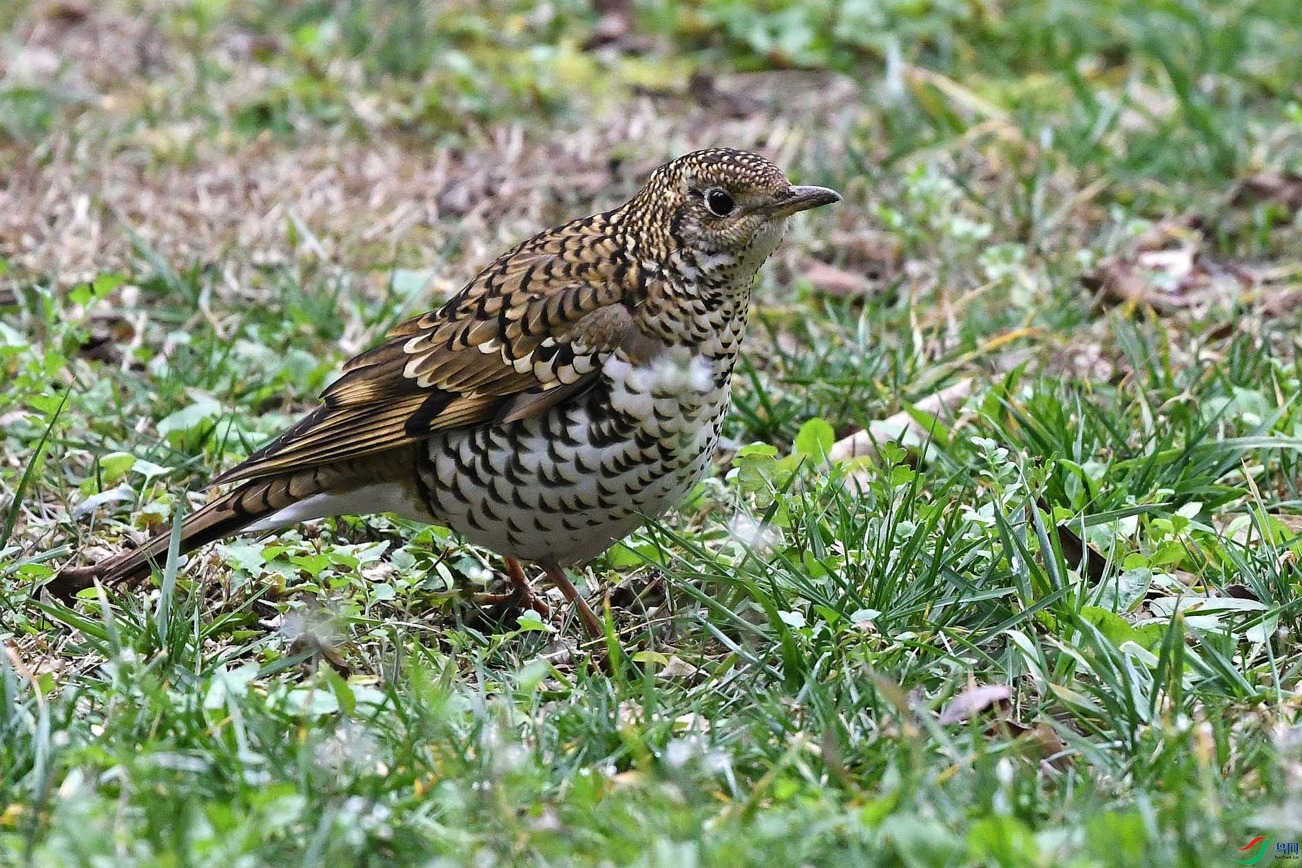 DSC_9775_����.jpg