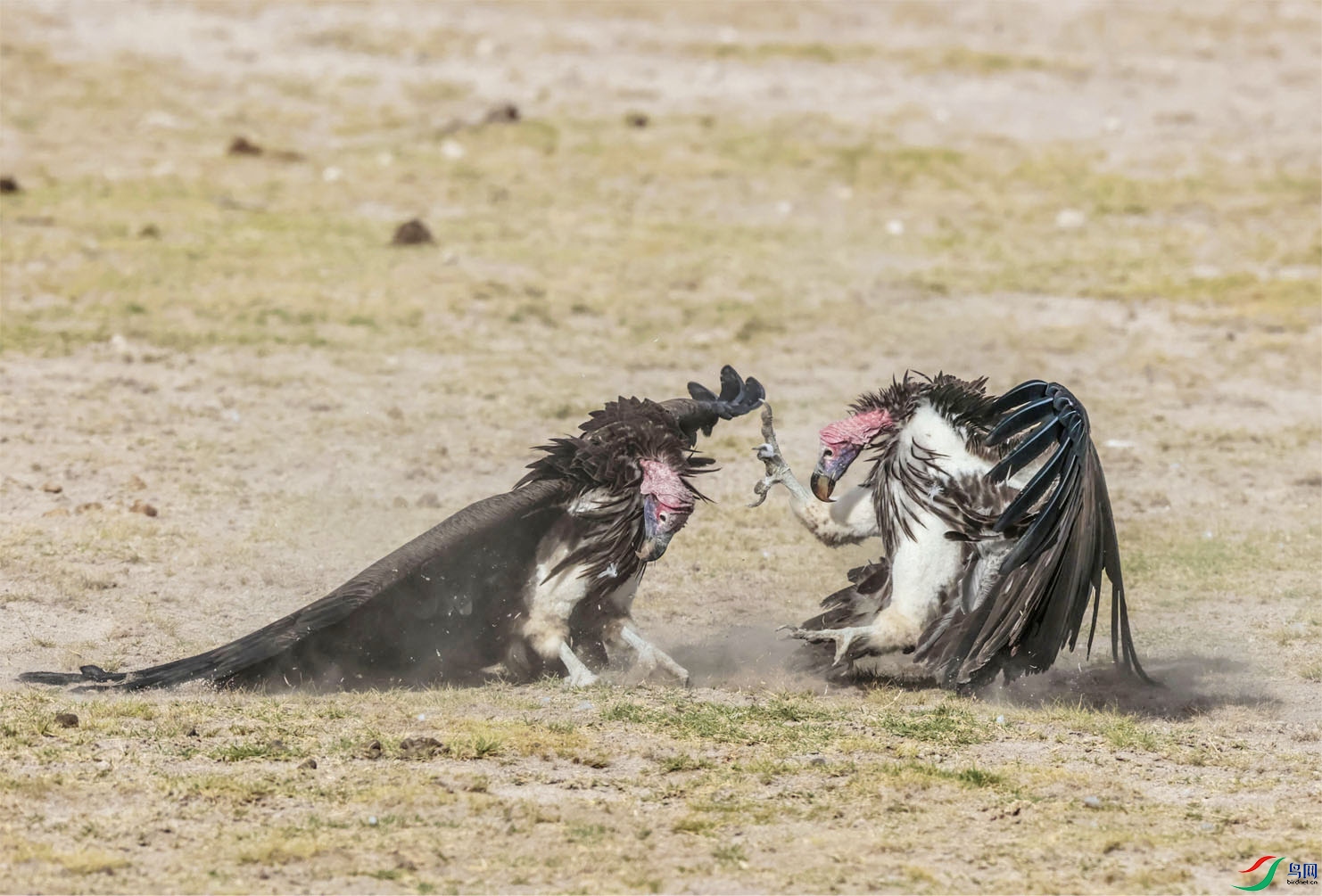 �����������132 ����.jpg