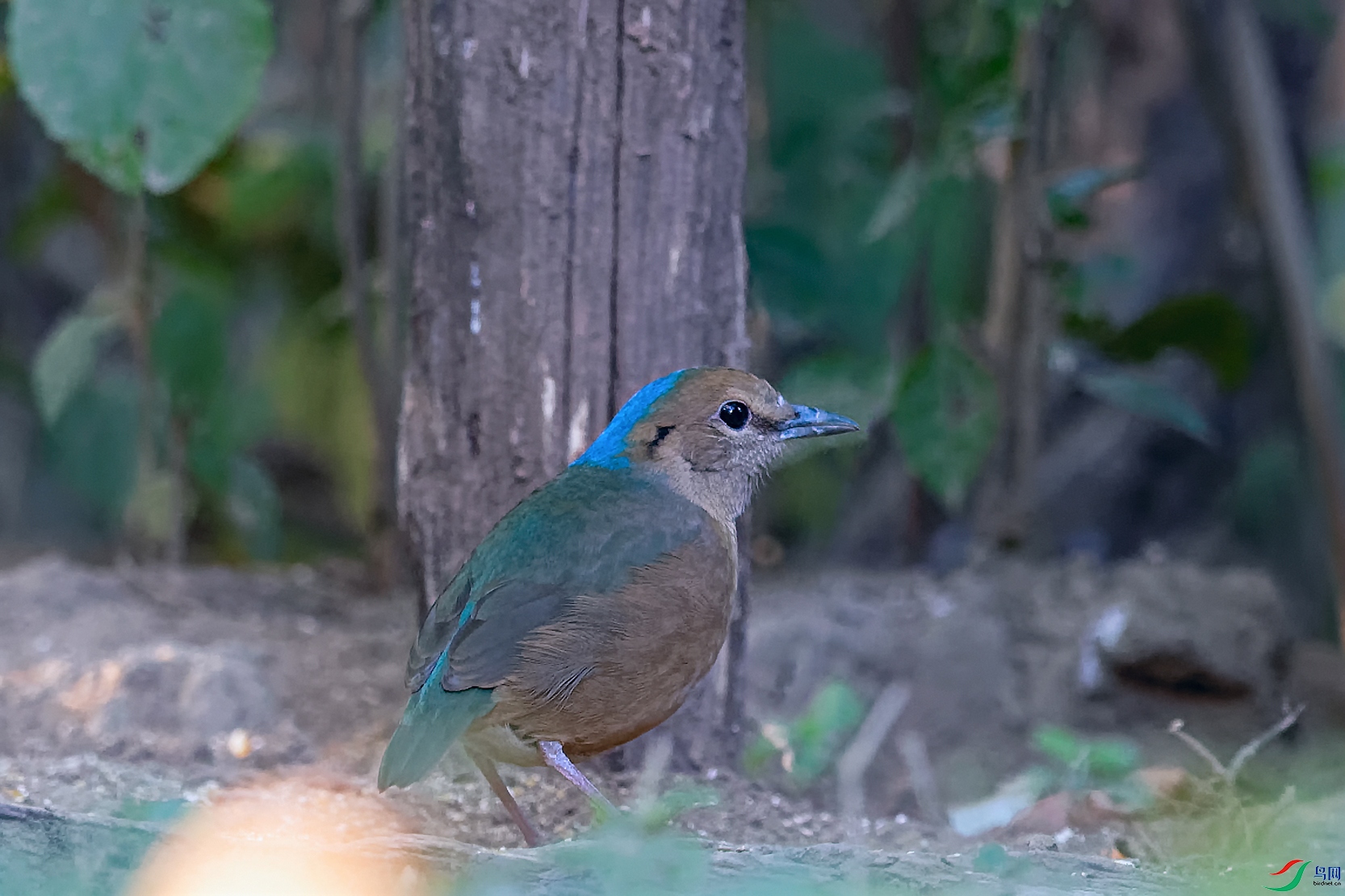 1DSC_5338_DxOa.jpg