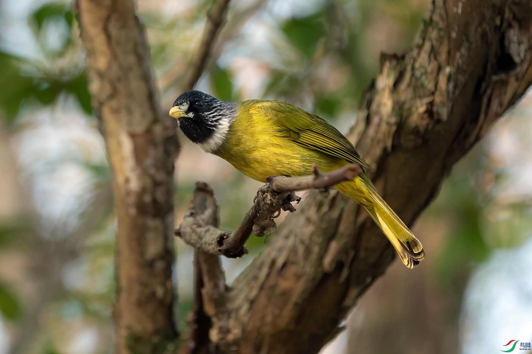 ��ȸ����