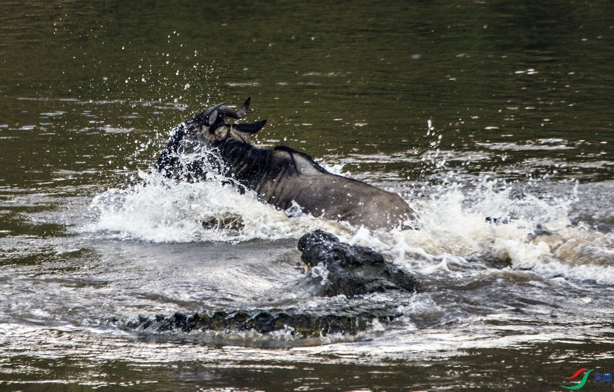 DSC_8306a.jpg