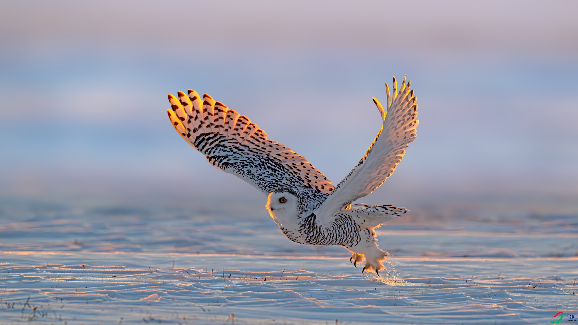 DSC_6860b-����ǿ-NR.jpg