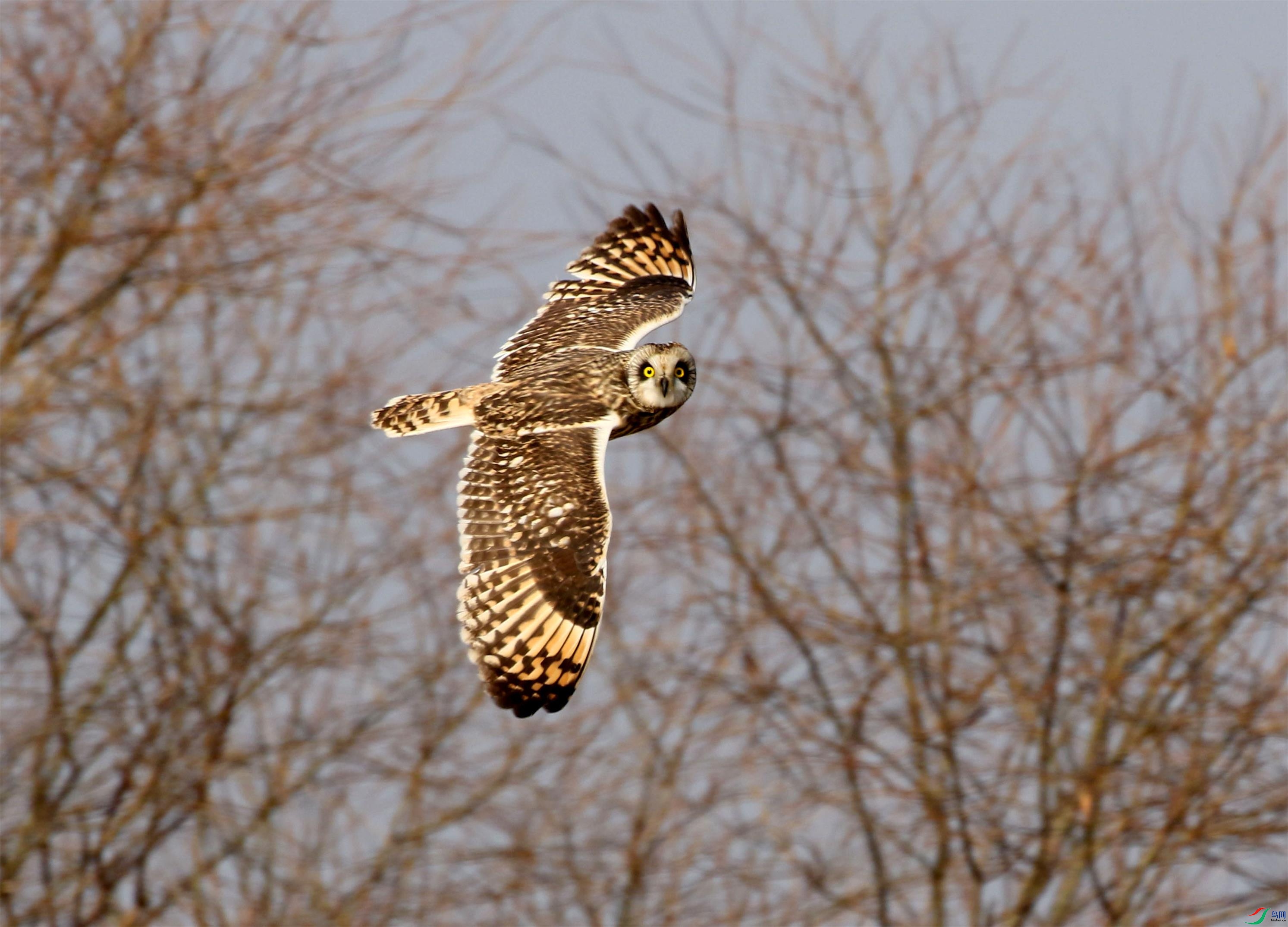 A33A4354 (2) - ����.JPG