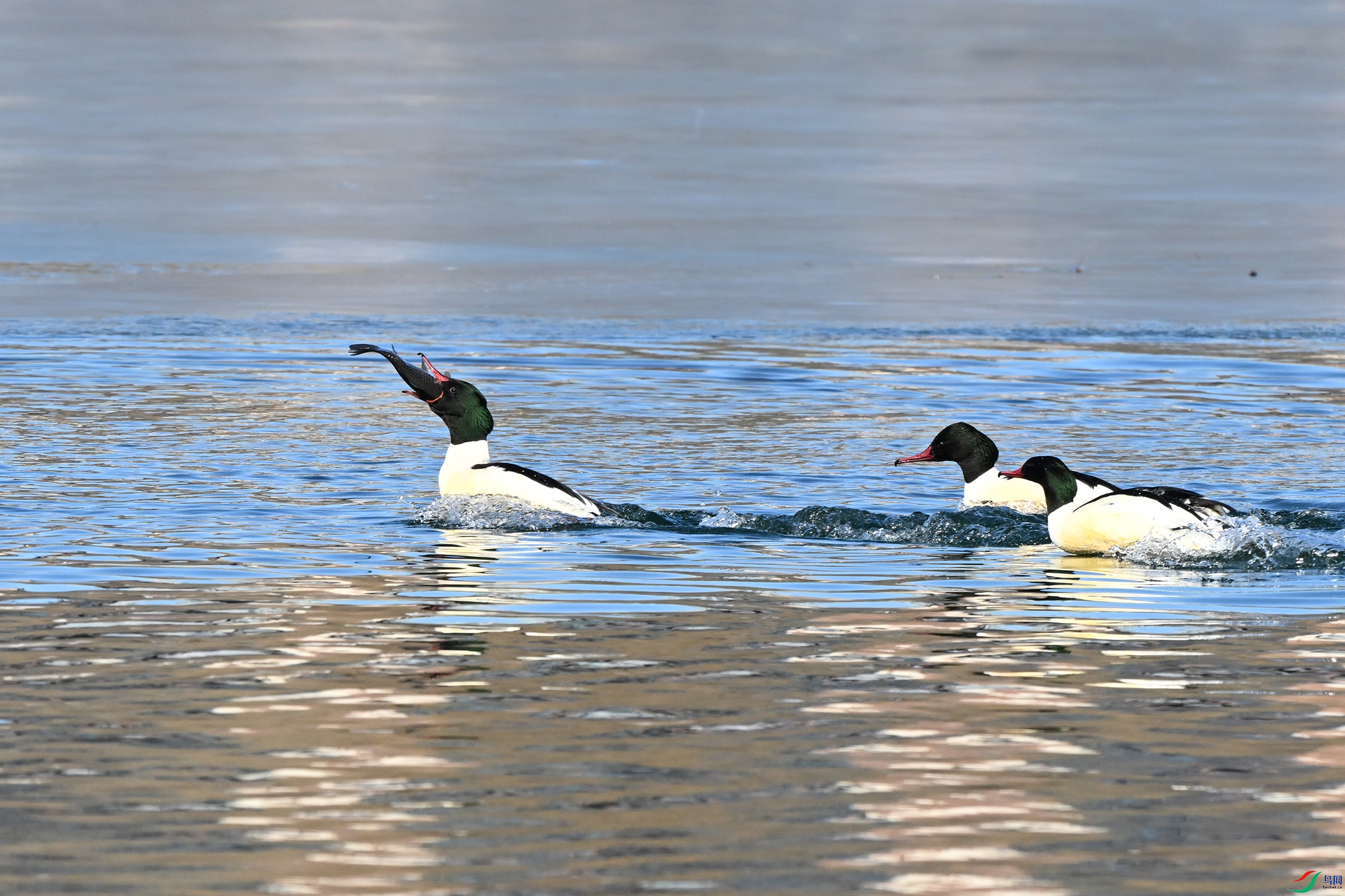 DSC_6423.JPG