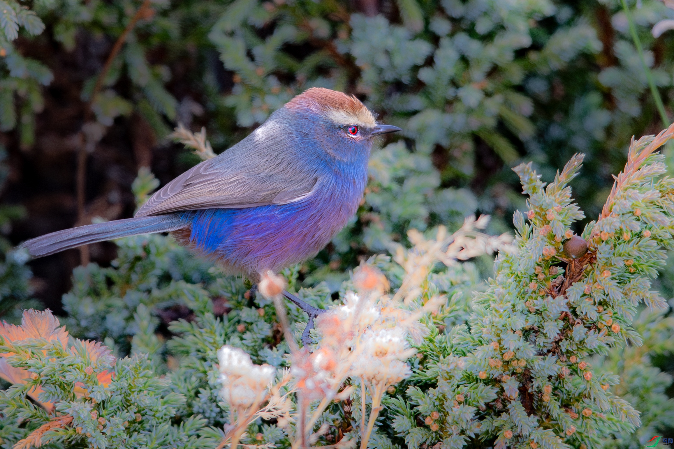 AY8I0049-����ǿ-NR ����.jpg