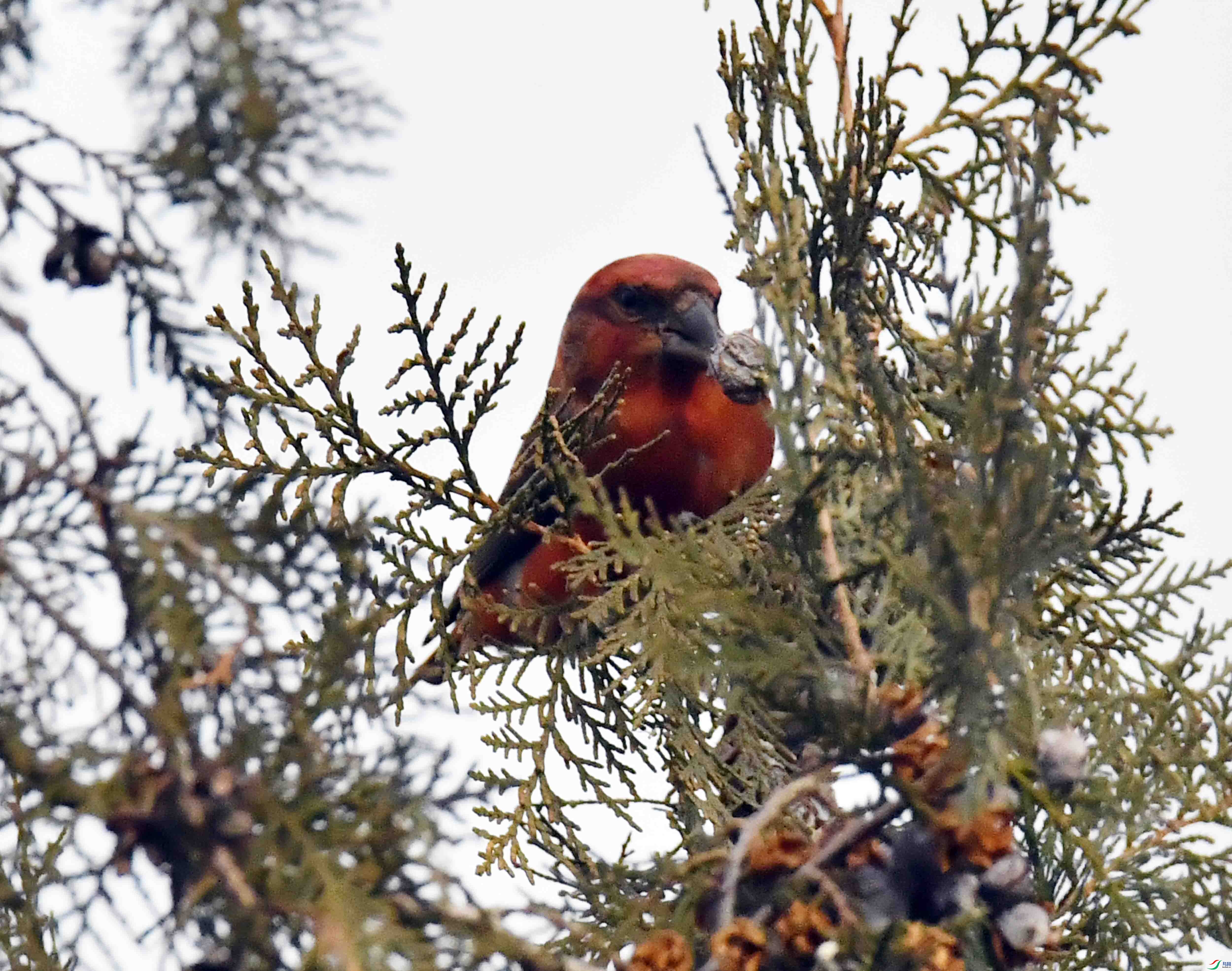 DSC_4946.JPG