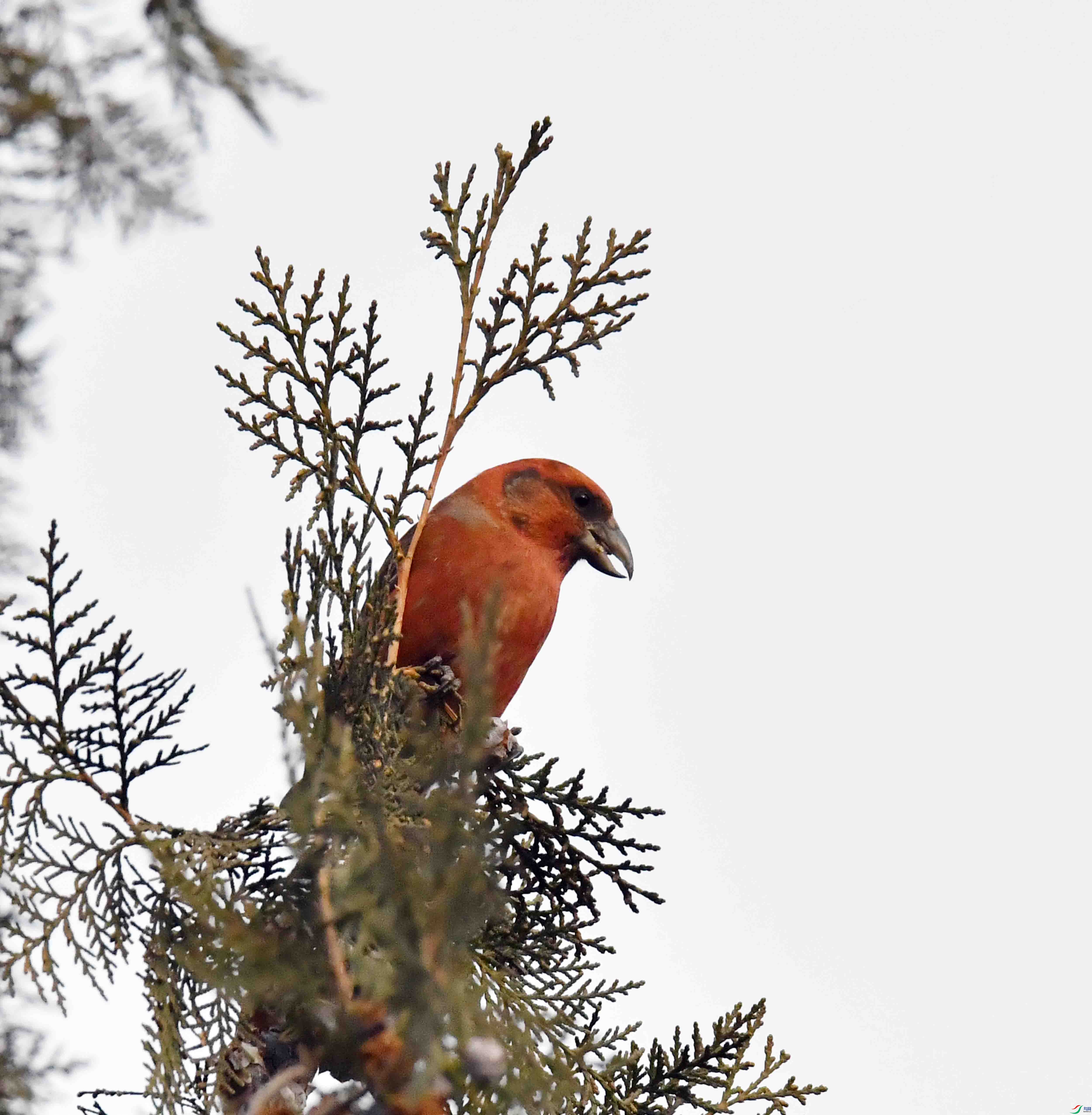 DSC_4954.JPG