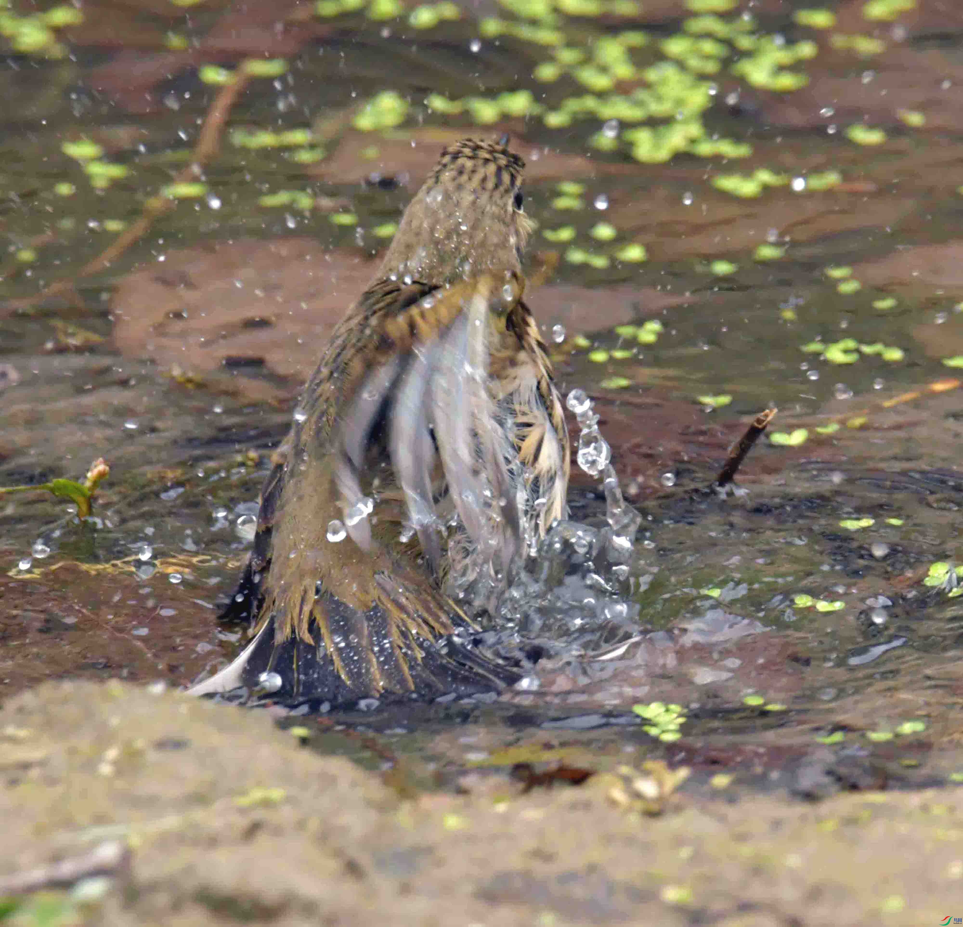 DSC_1437.JPG