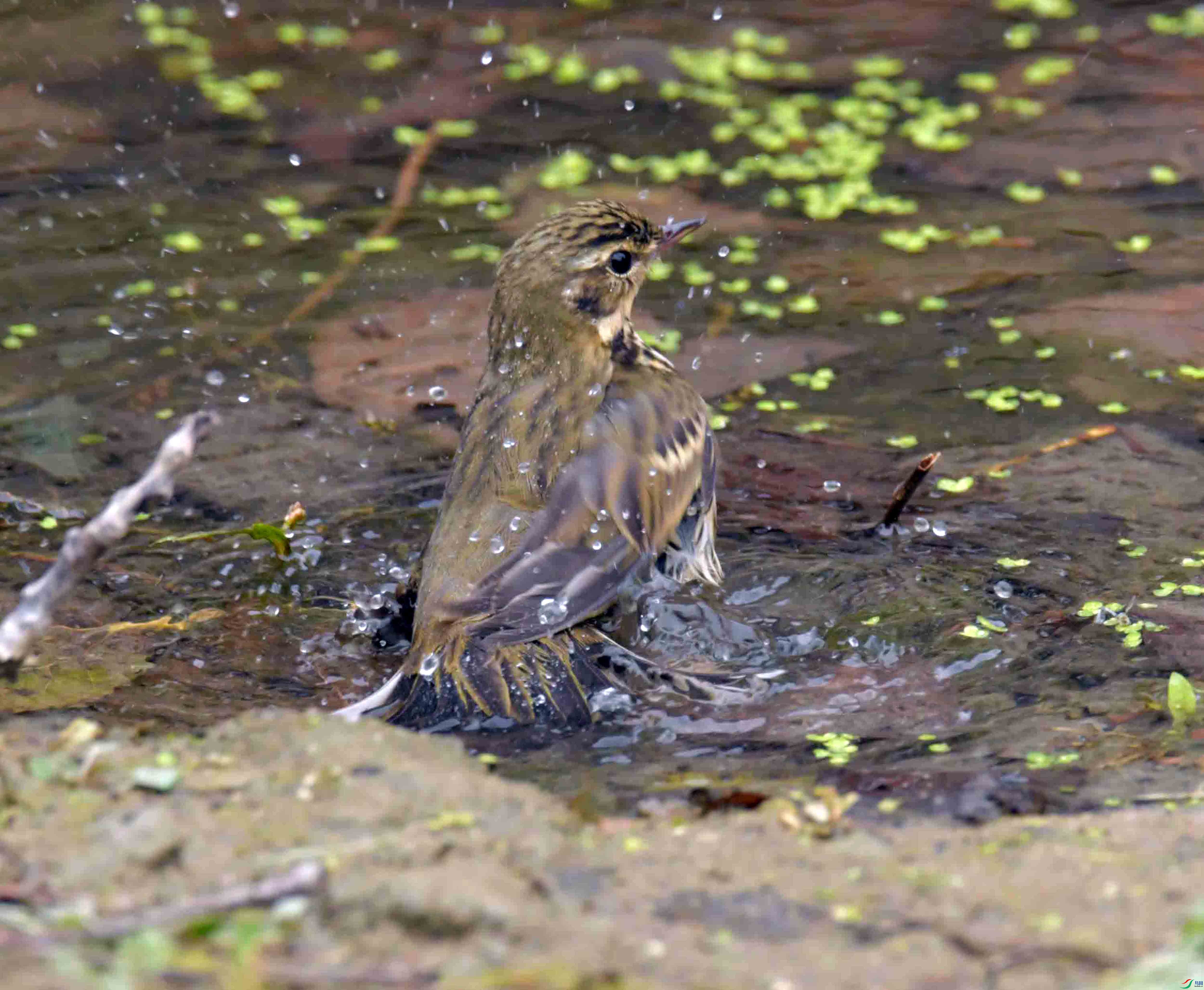 DSC_1457.JPG
