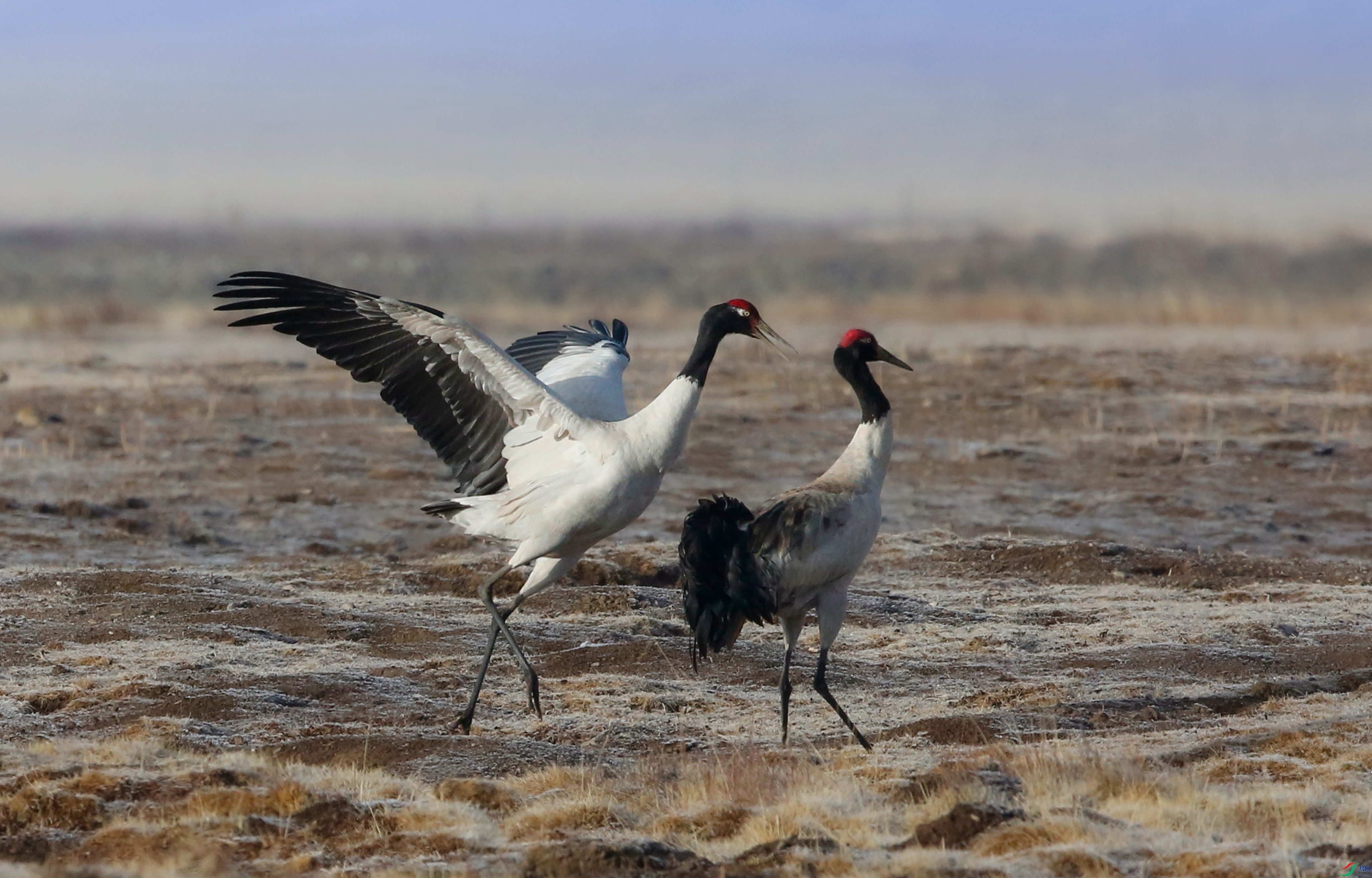 _39A0958 - ����.JPG