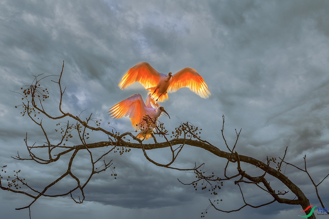 ���q----���q˫���ܿධ