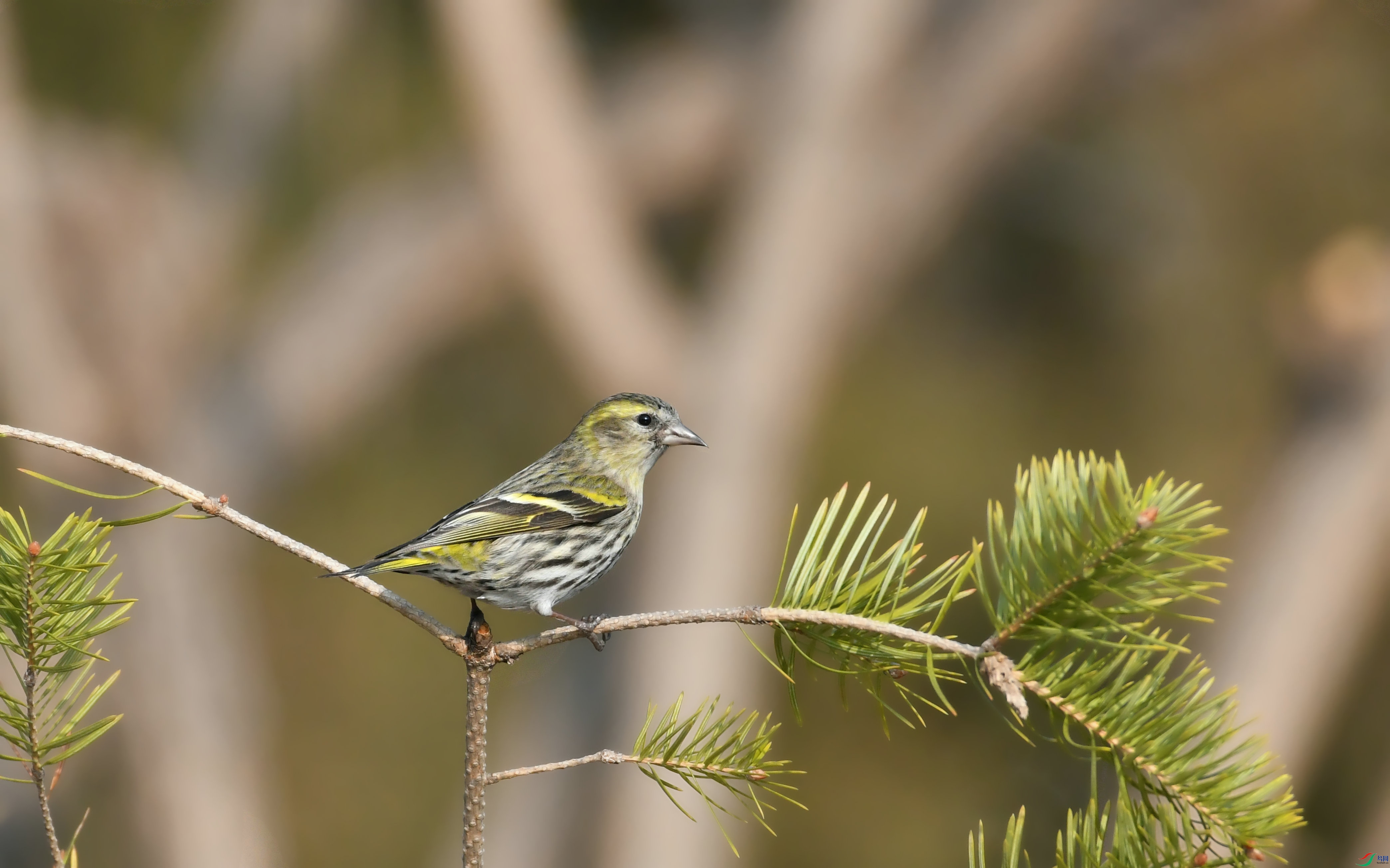 DSC_0696.JPG