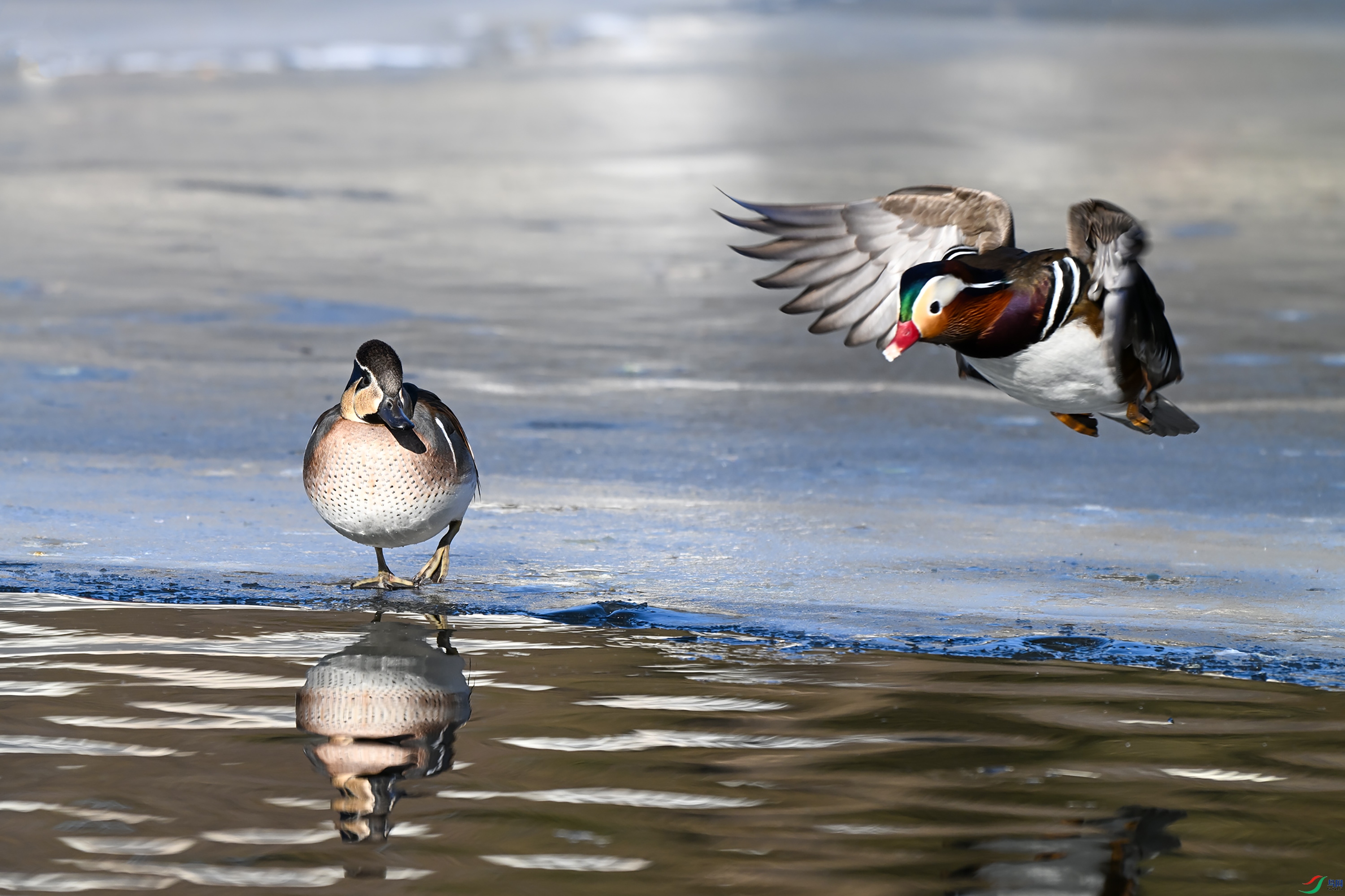 DSC_7075.JPG