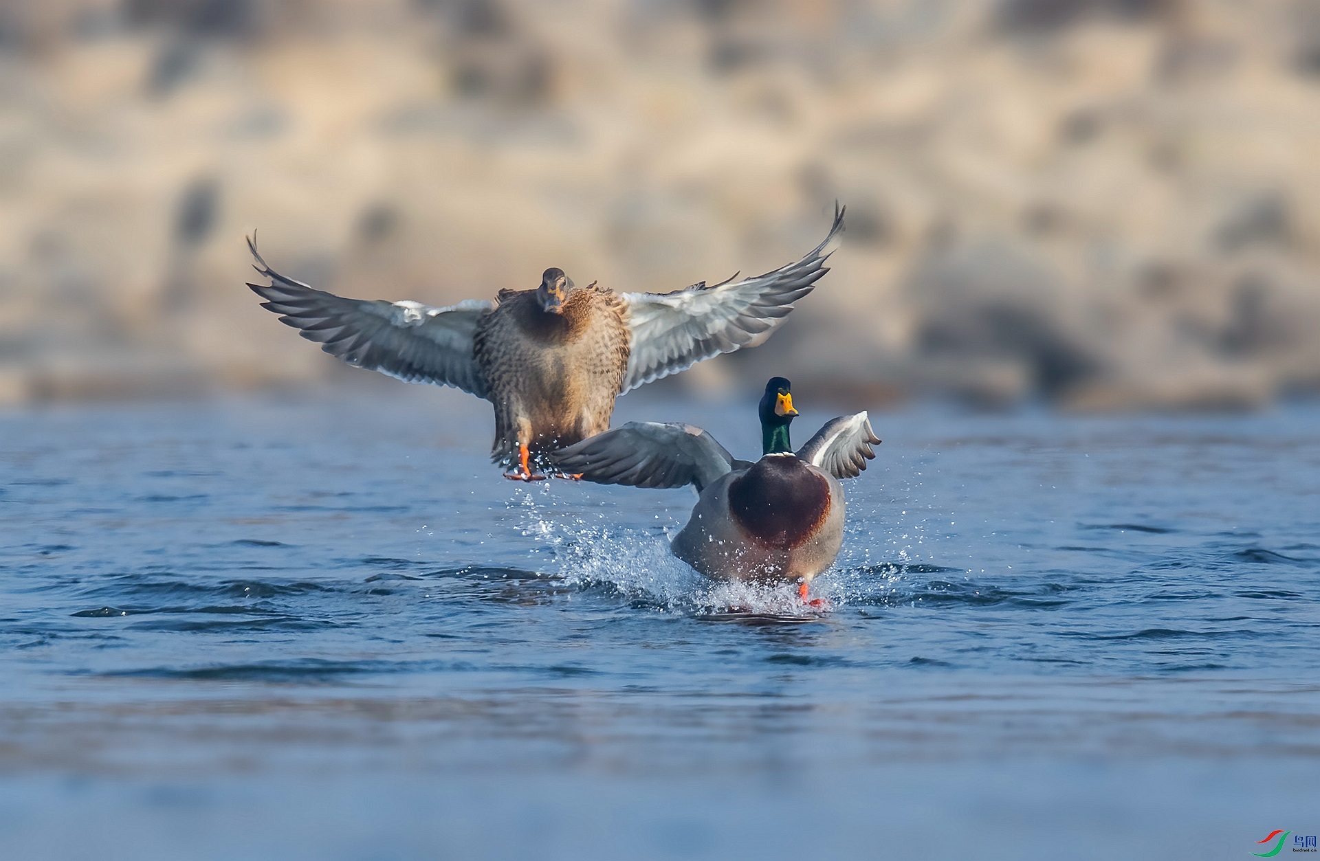 DSC_9455 ����_����.jpg