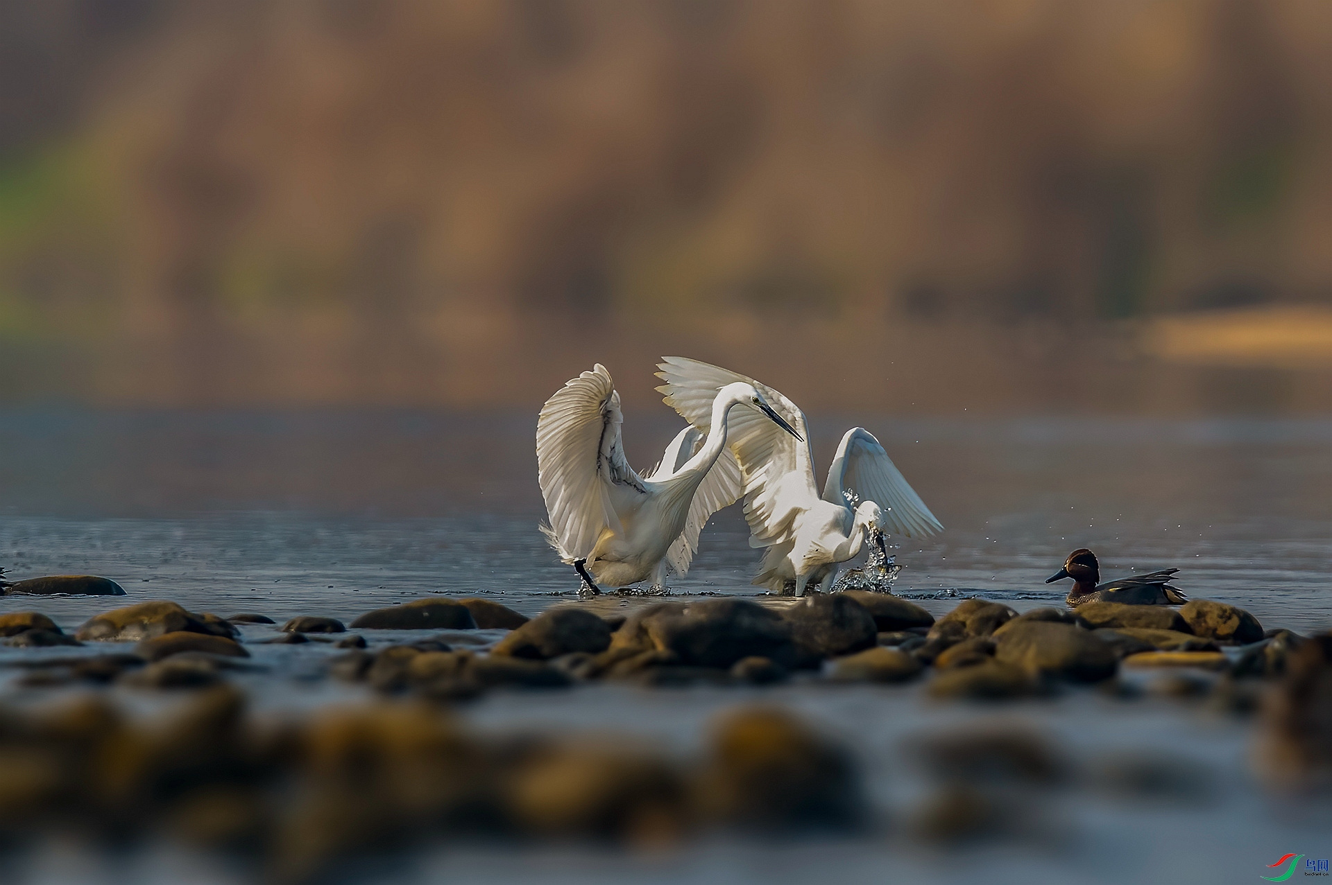 DSC_8724 ����_����.jpg