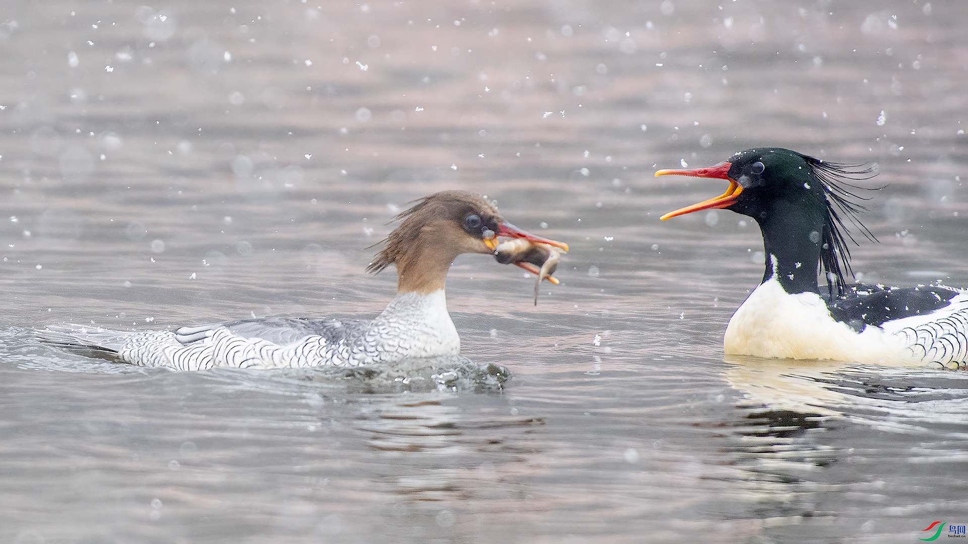 DSC_892mm1.jpg