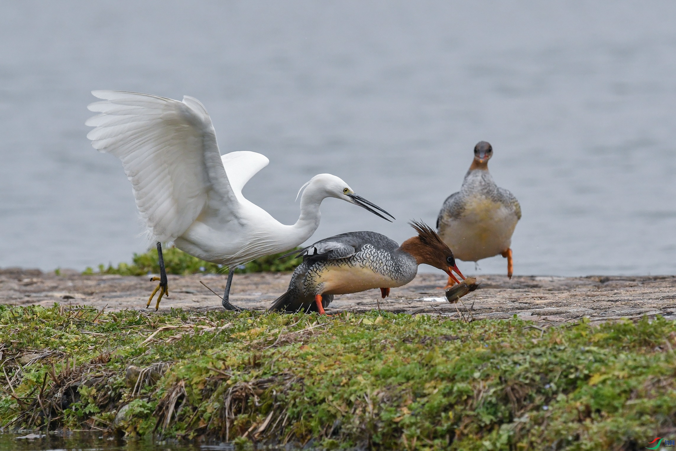 DSC_4958 ����.jpg