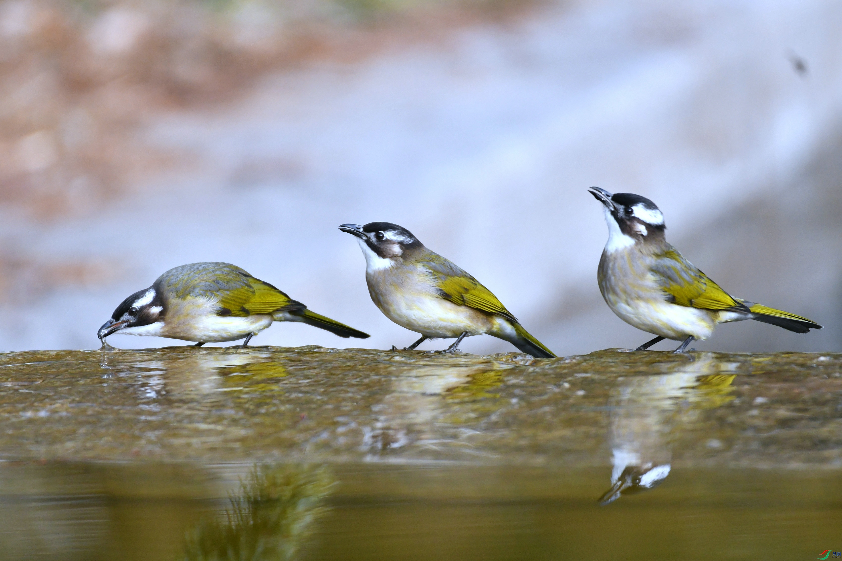 DSC_0538.JPG