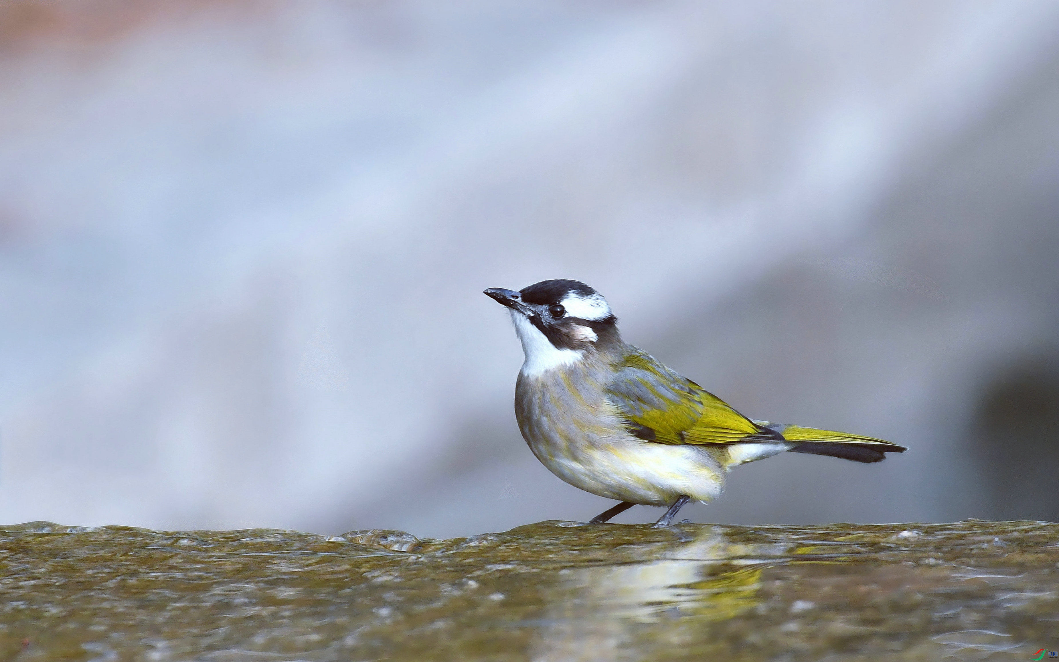 DSC_0533.JPG