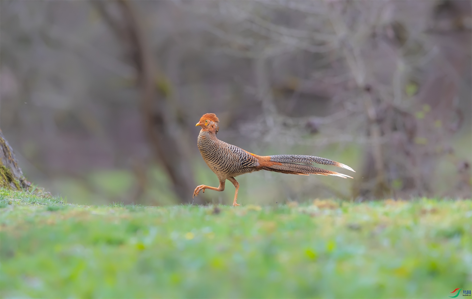 DSC_1117-11.jpg
