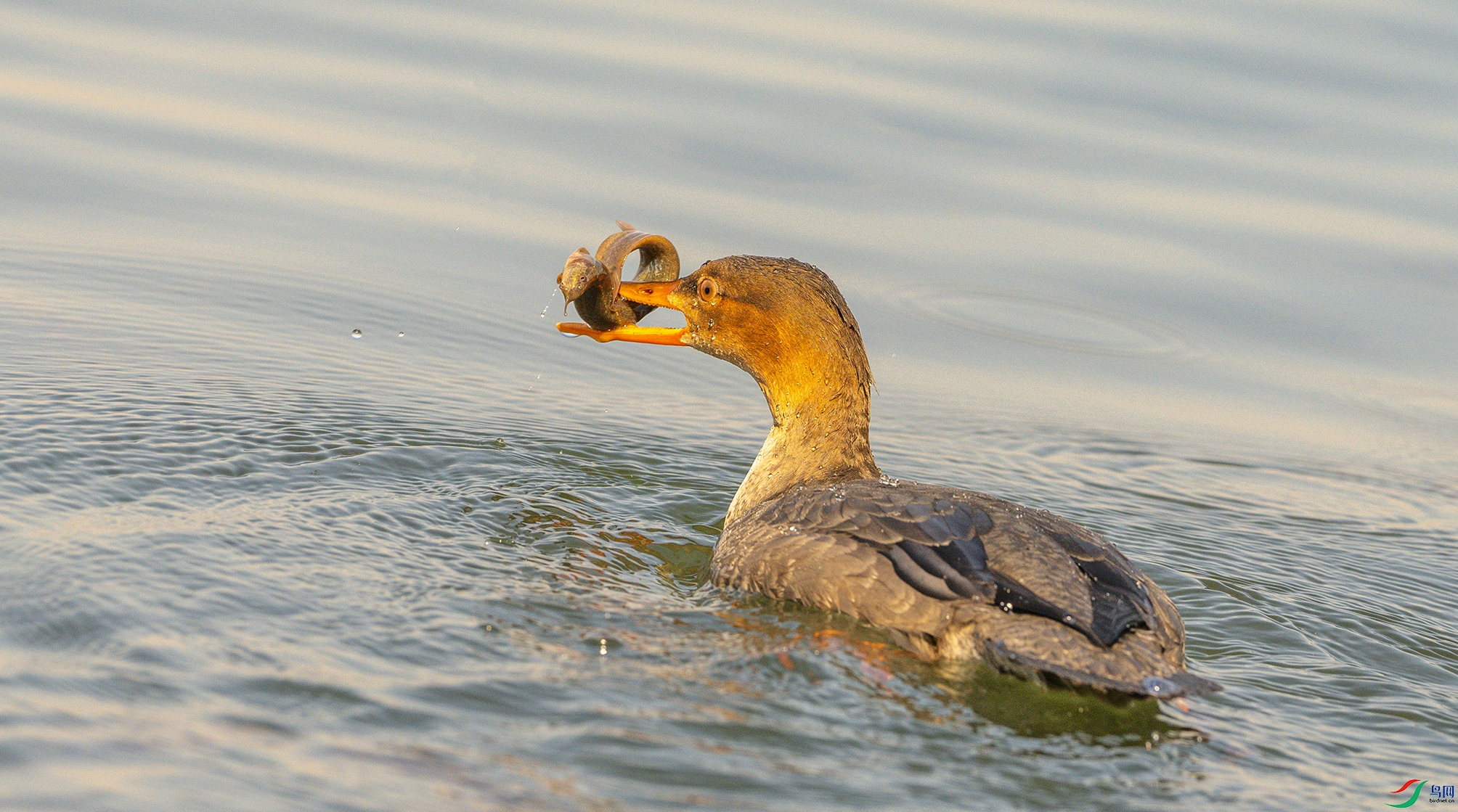 0036 ����.jpg