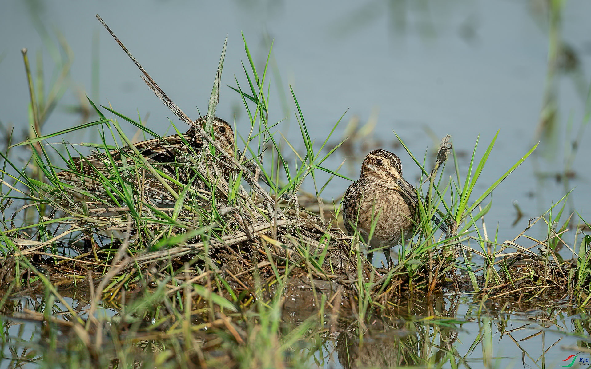 DSC_7146.jpg