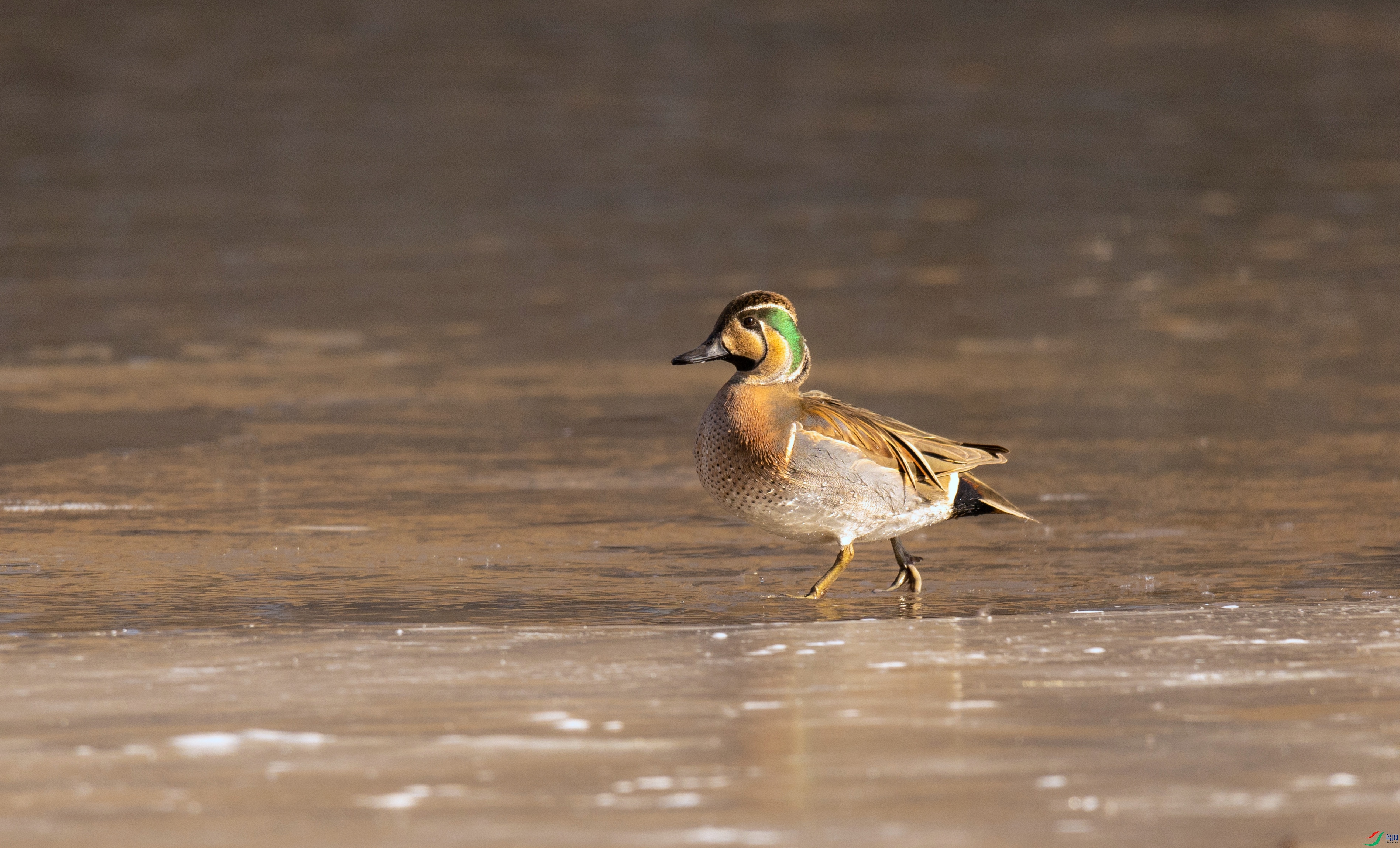 7X5A1258 - ����.jpg