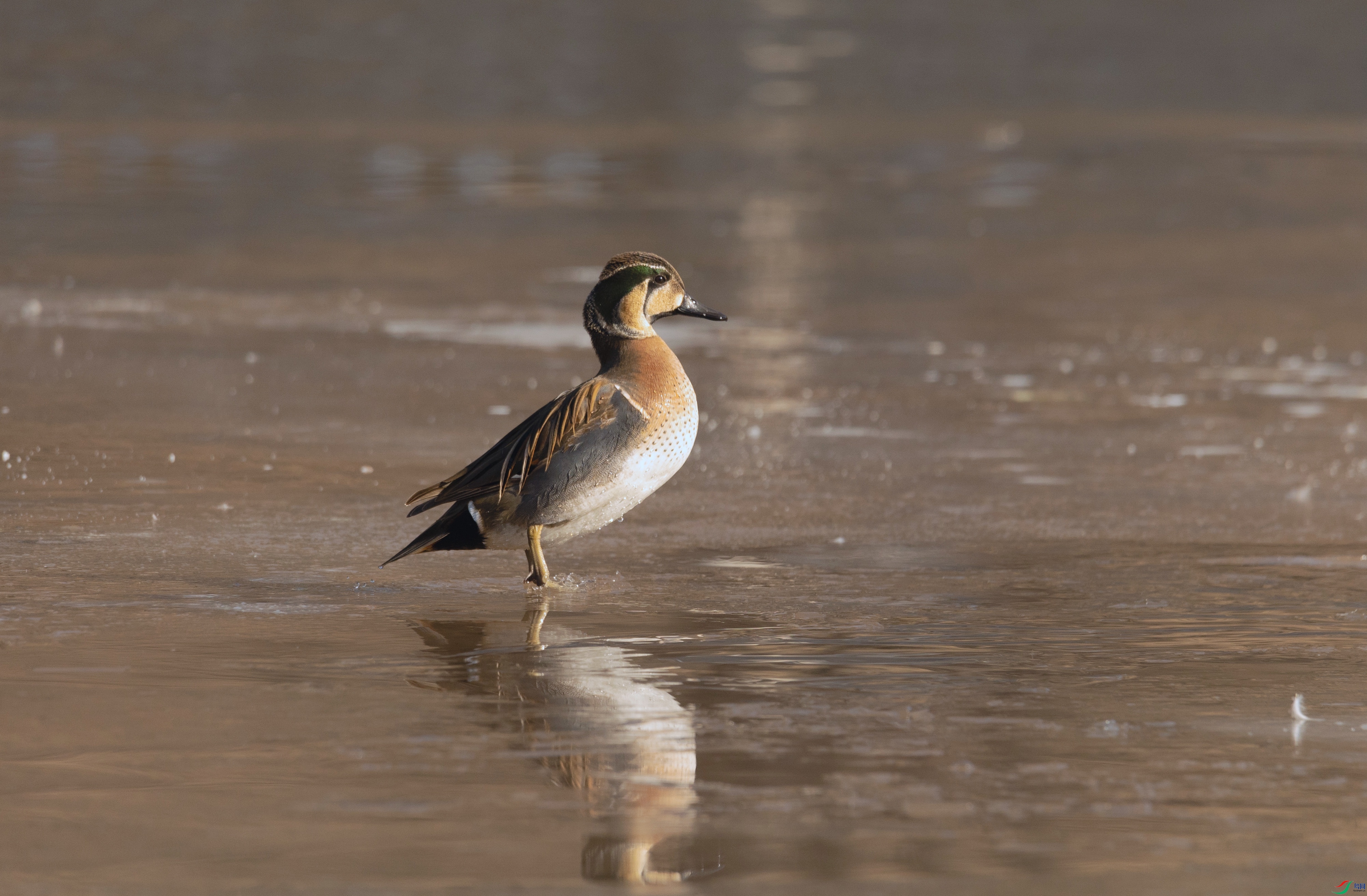 7X5A1109 - ����.jpg