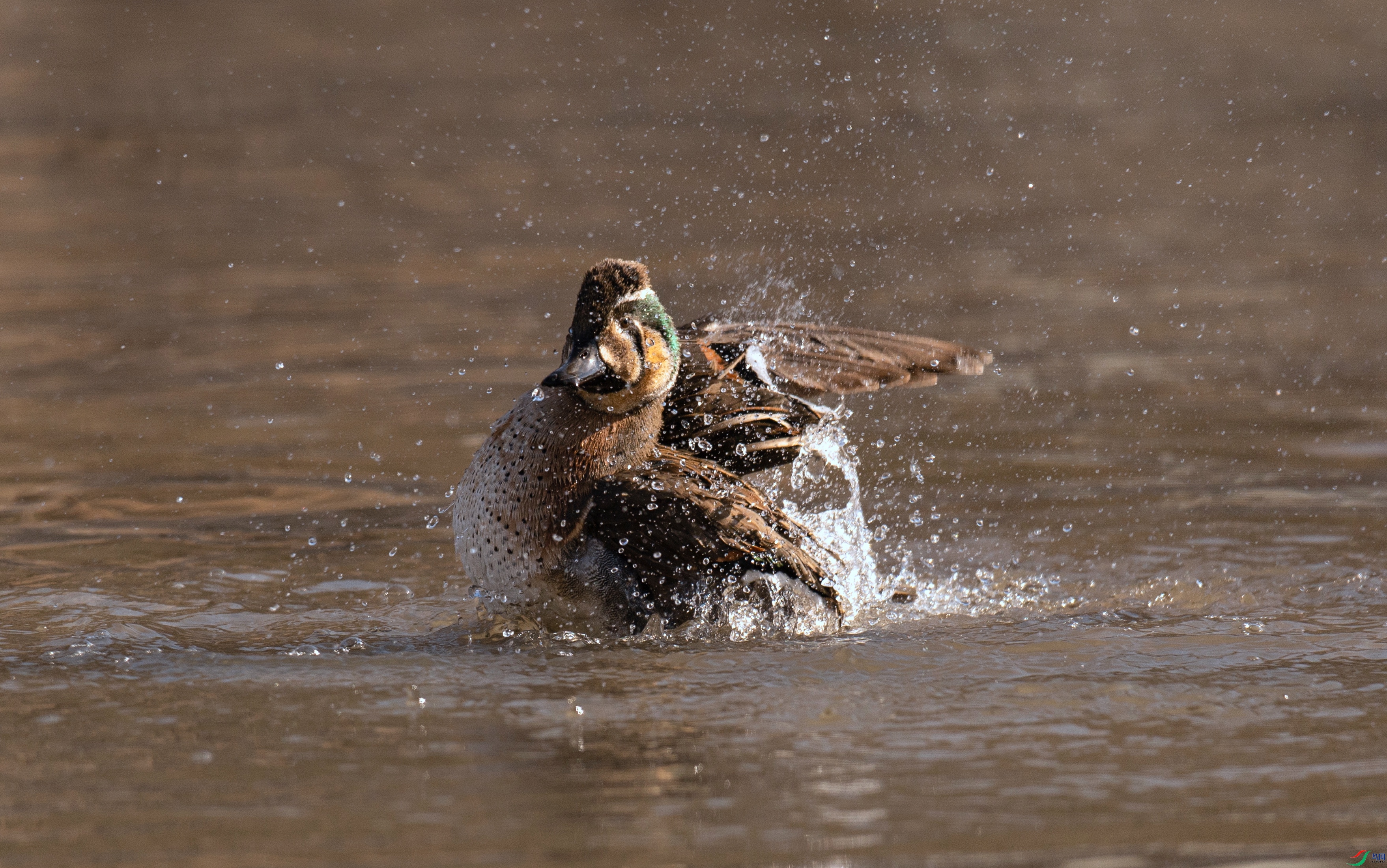 7X5A1683 - ����.jpg