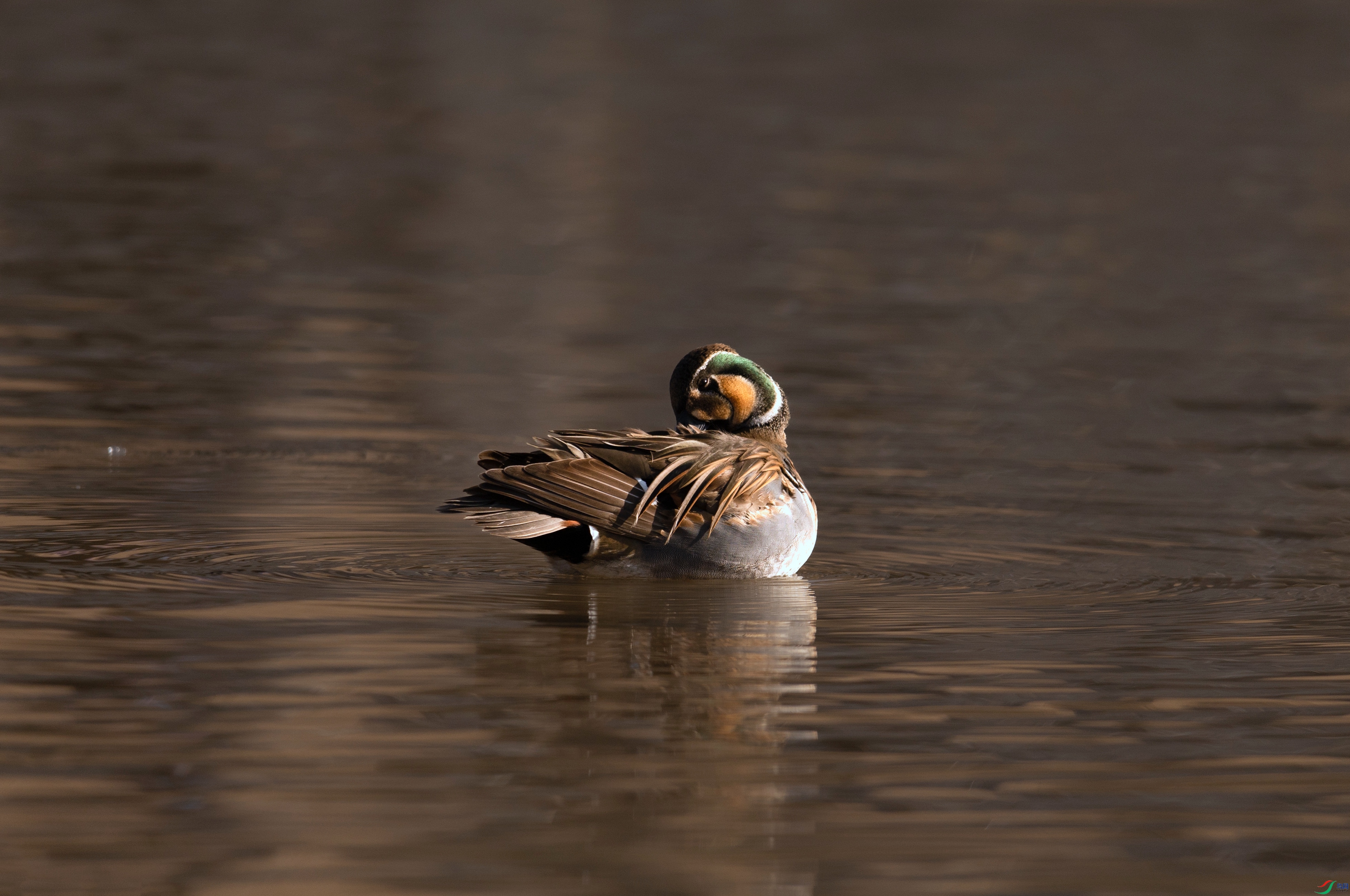 7X5A1988 - ����.jpg