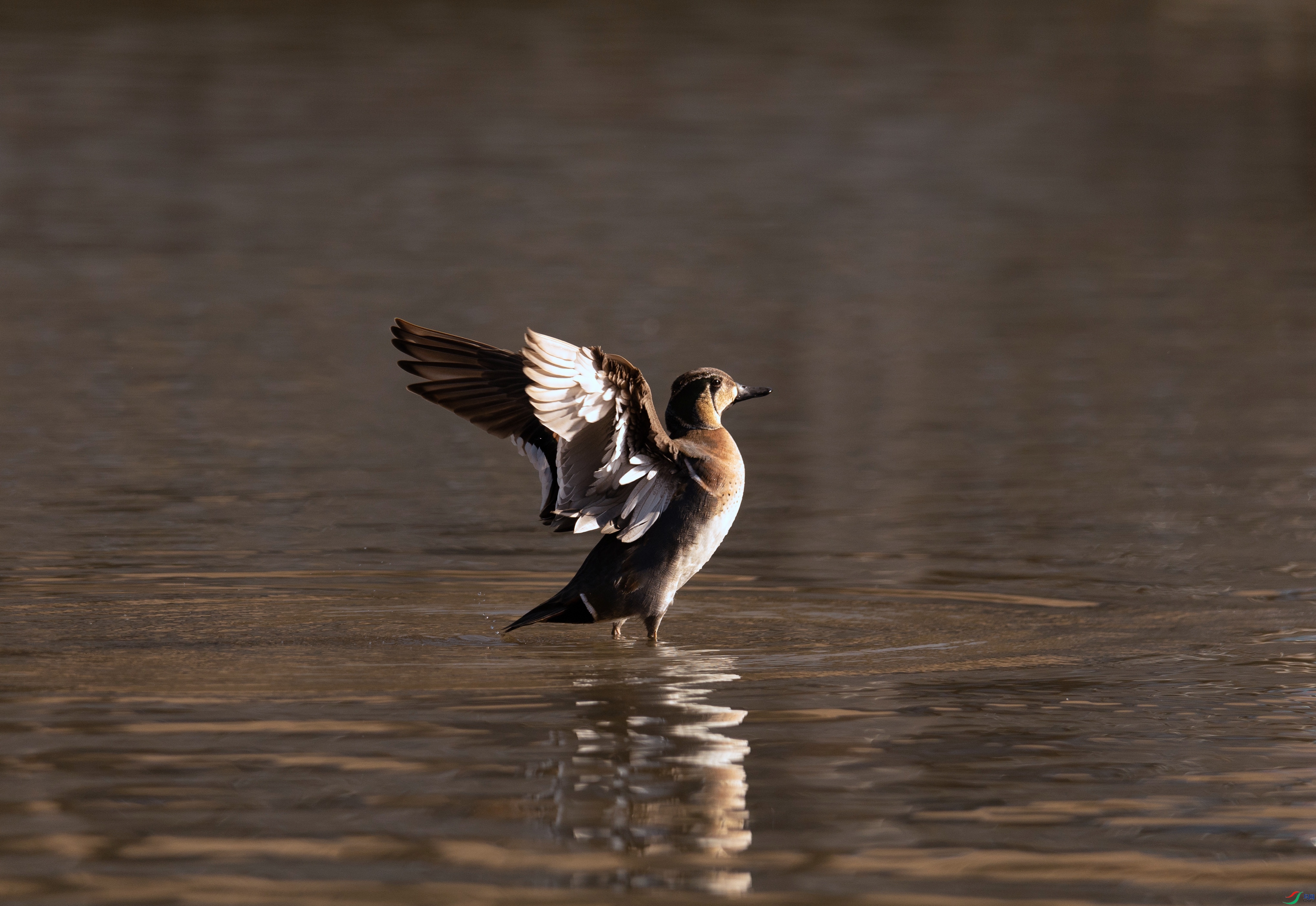 7X5A2098 - ����.jpg