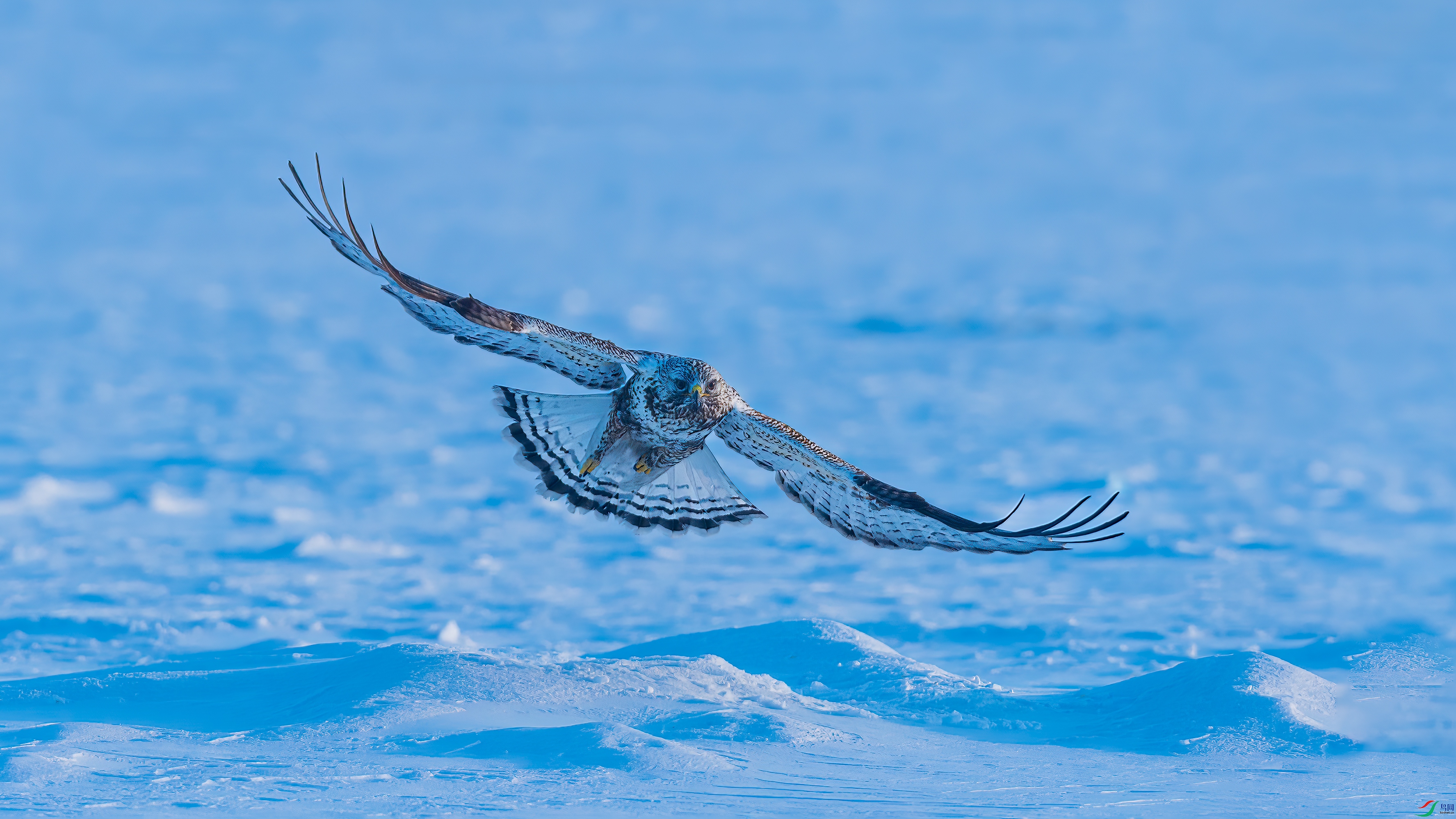 DSC_9738-0.jpg