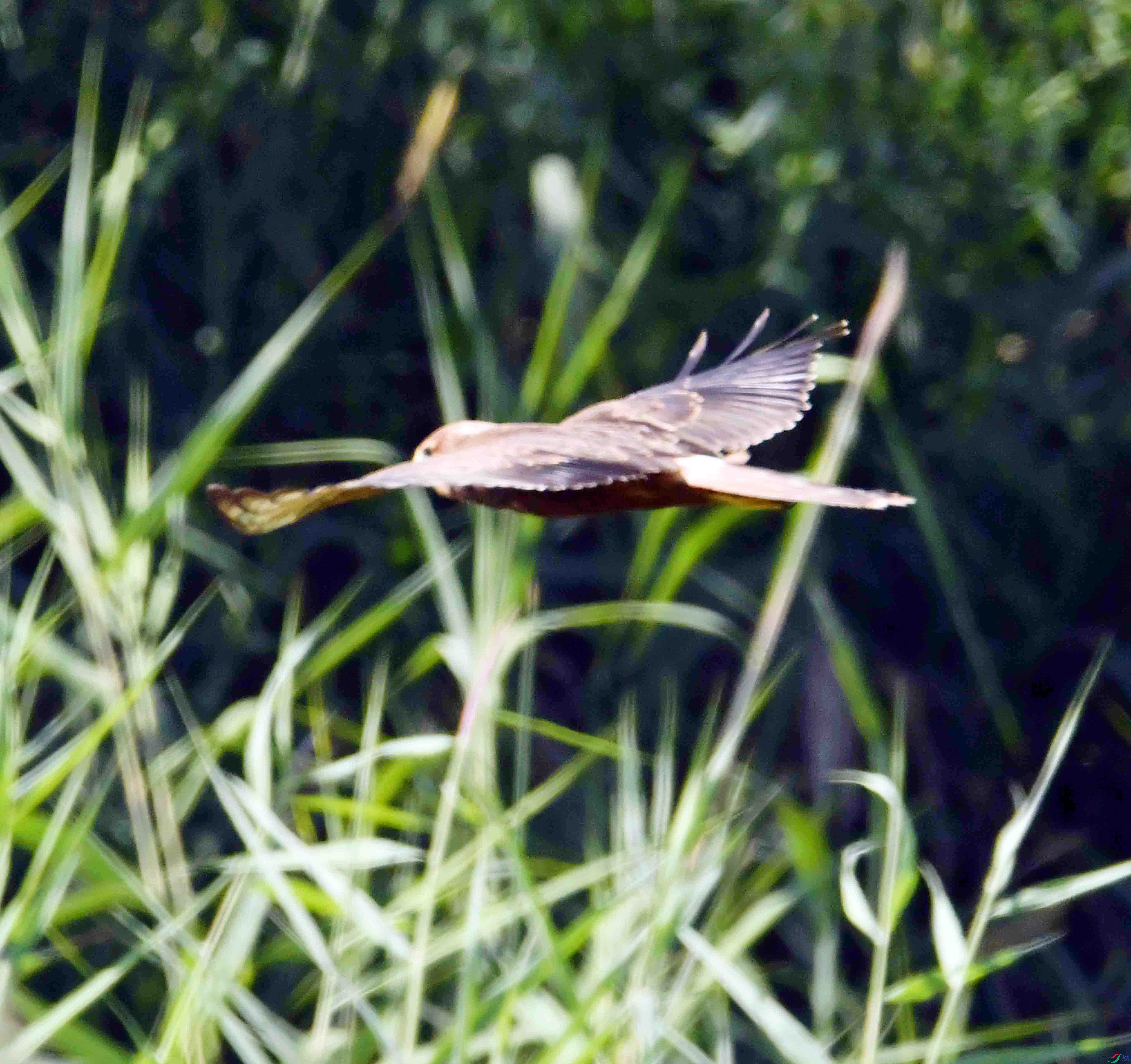 DSC_8549.JPG