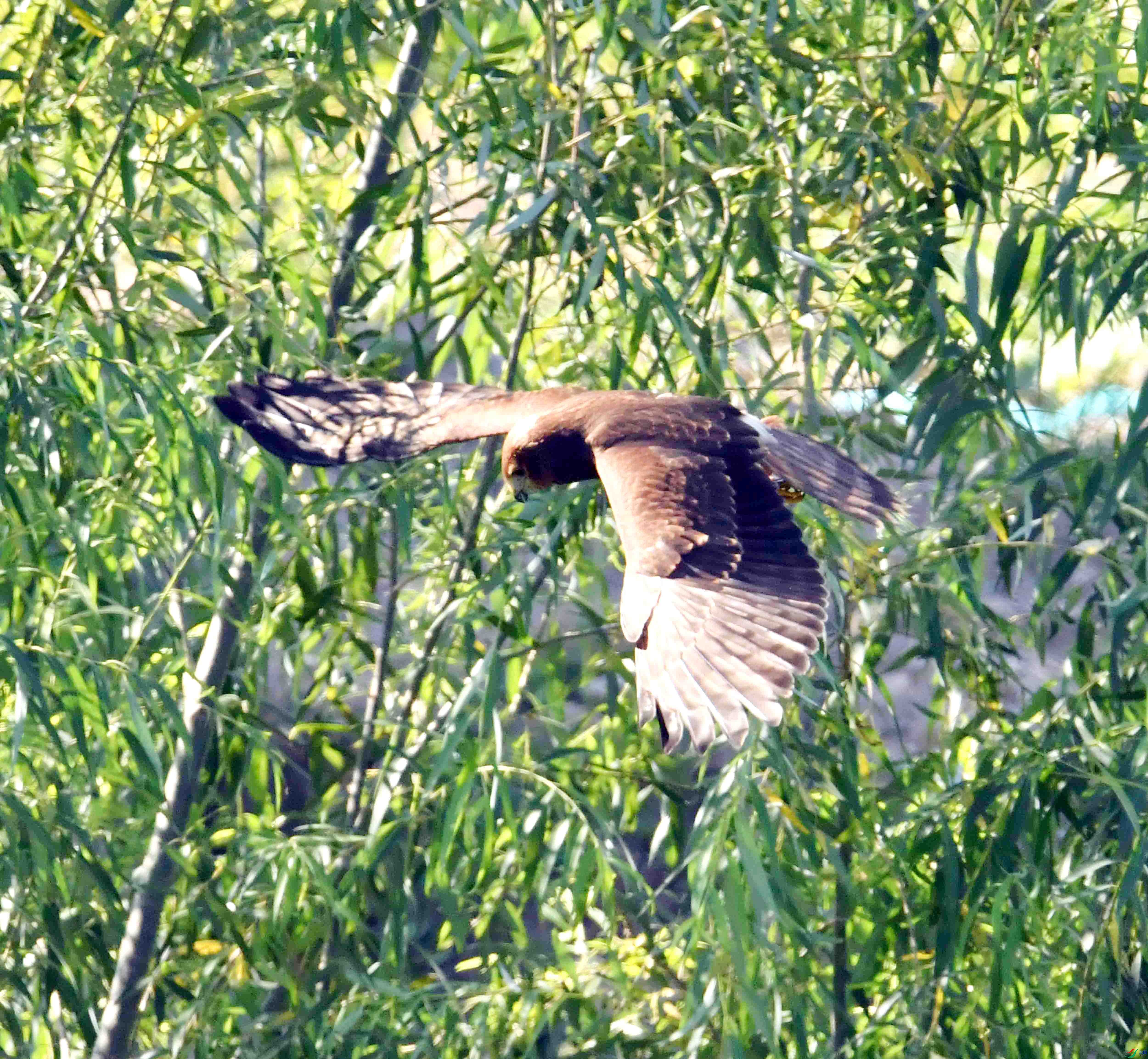 DSC_8623.JPG