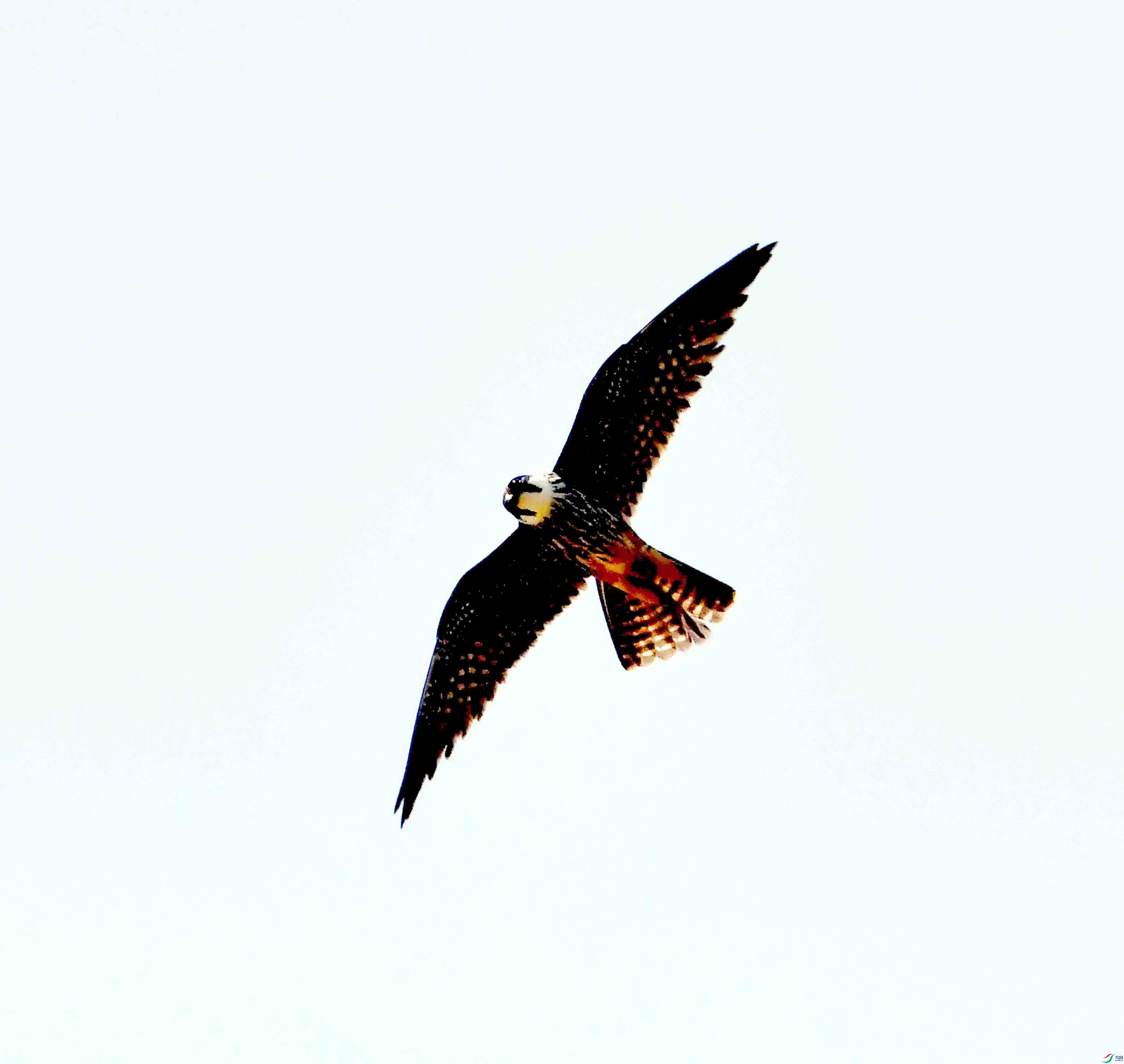 DSC_4317.JPG
