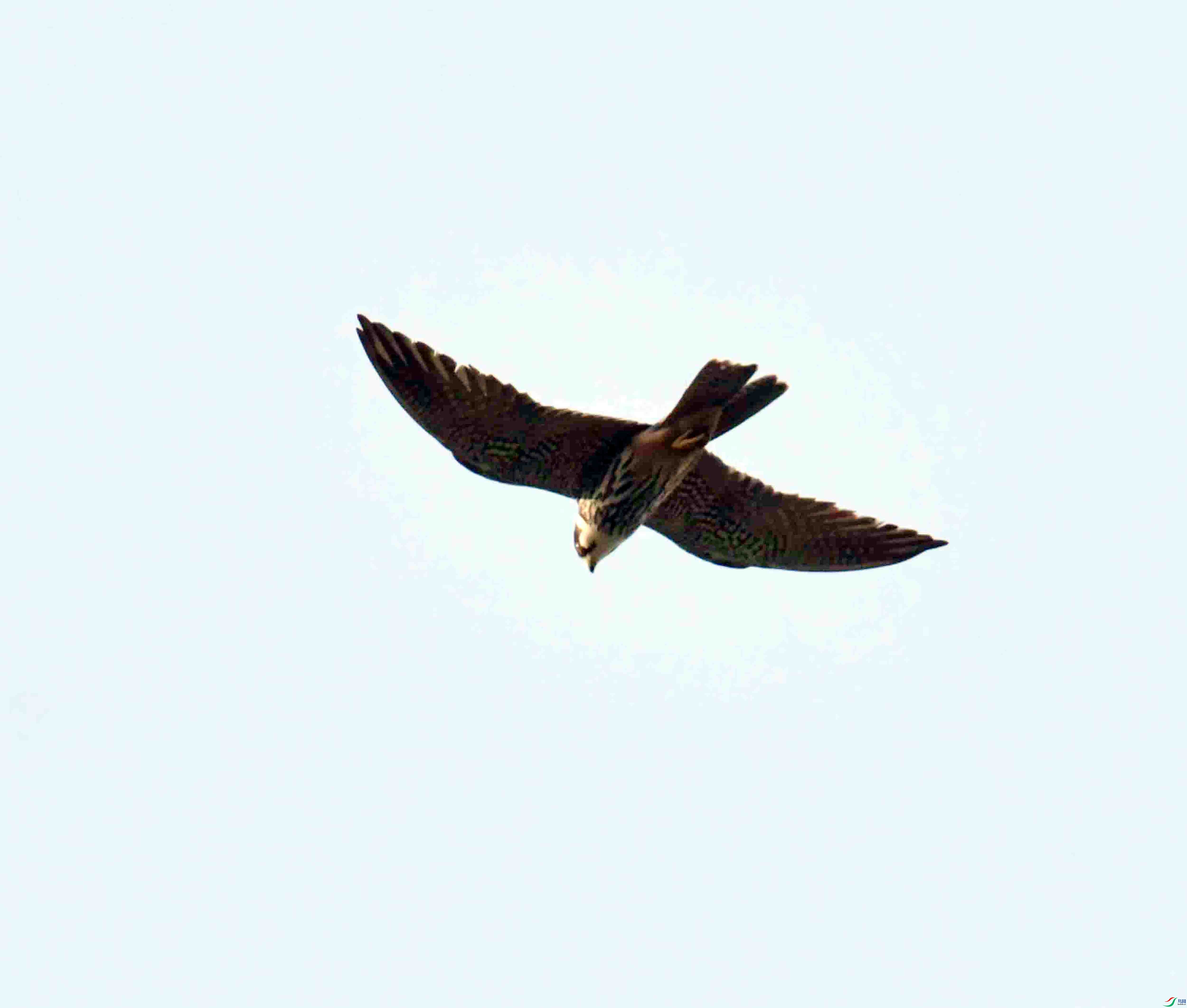 DSC_7858.JPG