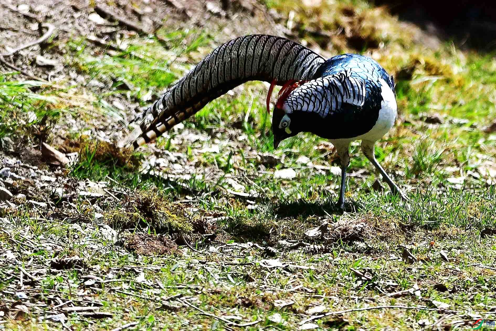 DSC_7461_����.jpg