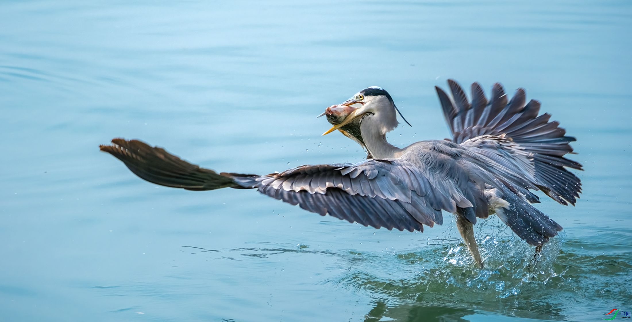 ���ز���