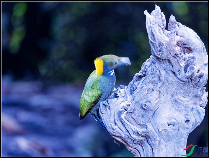 �ƹ���ľ��