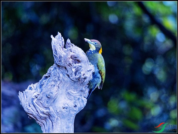 �ƹ���ľ��