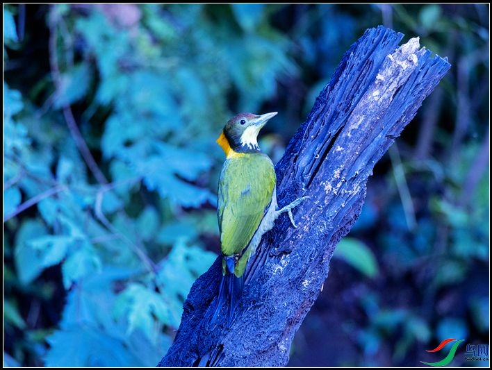 �ƹ���ľ��