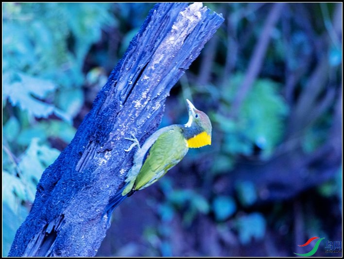 �ƹ���ľ��