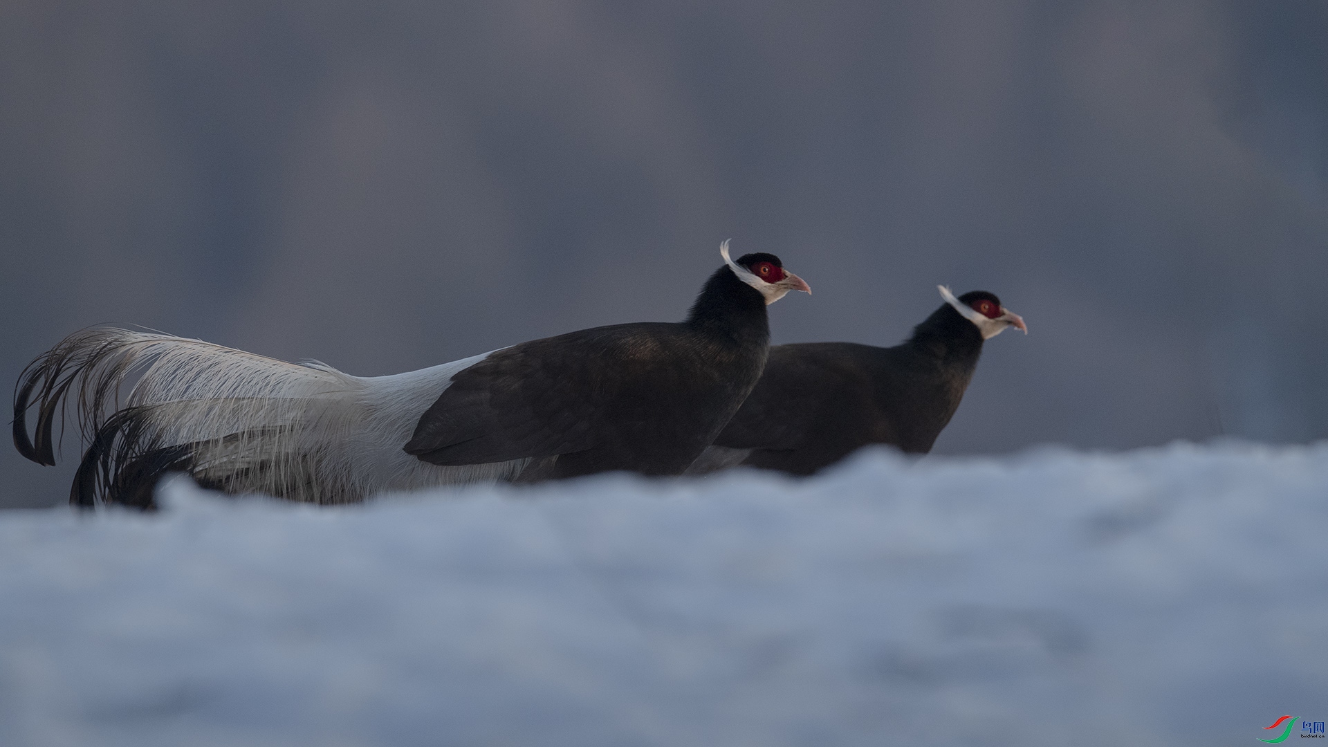 WLZ_1554 ������.jpg