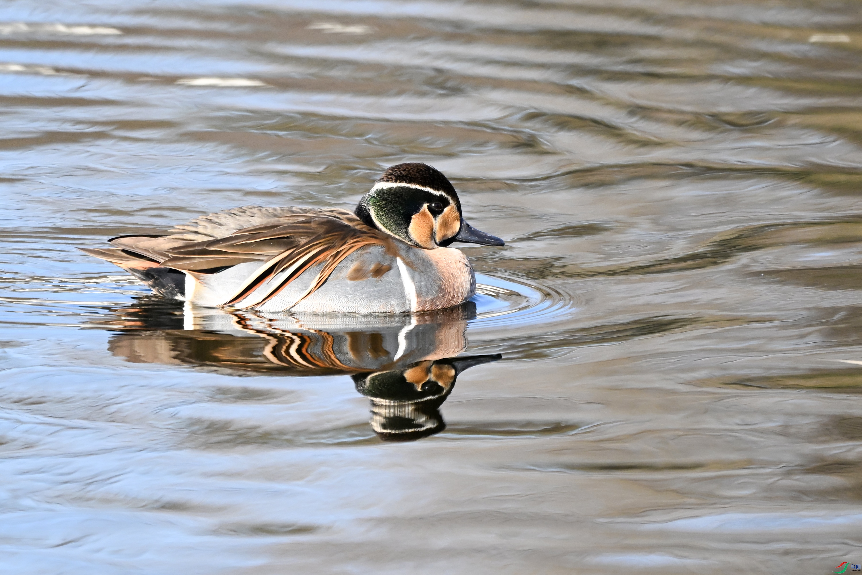 DSC_7834.JPG