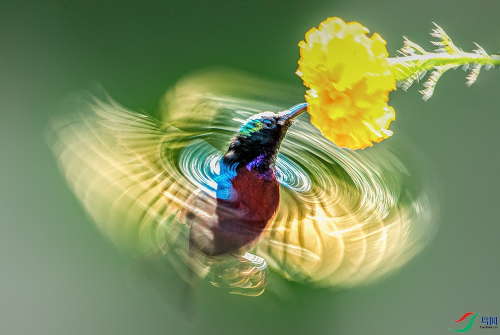 DSC_7705����  00.jpg