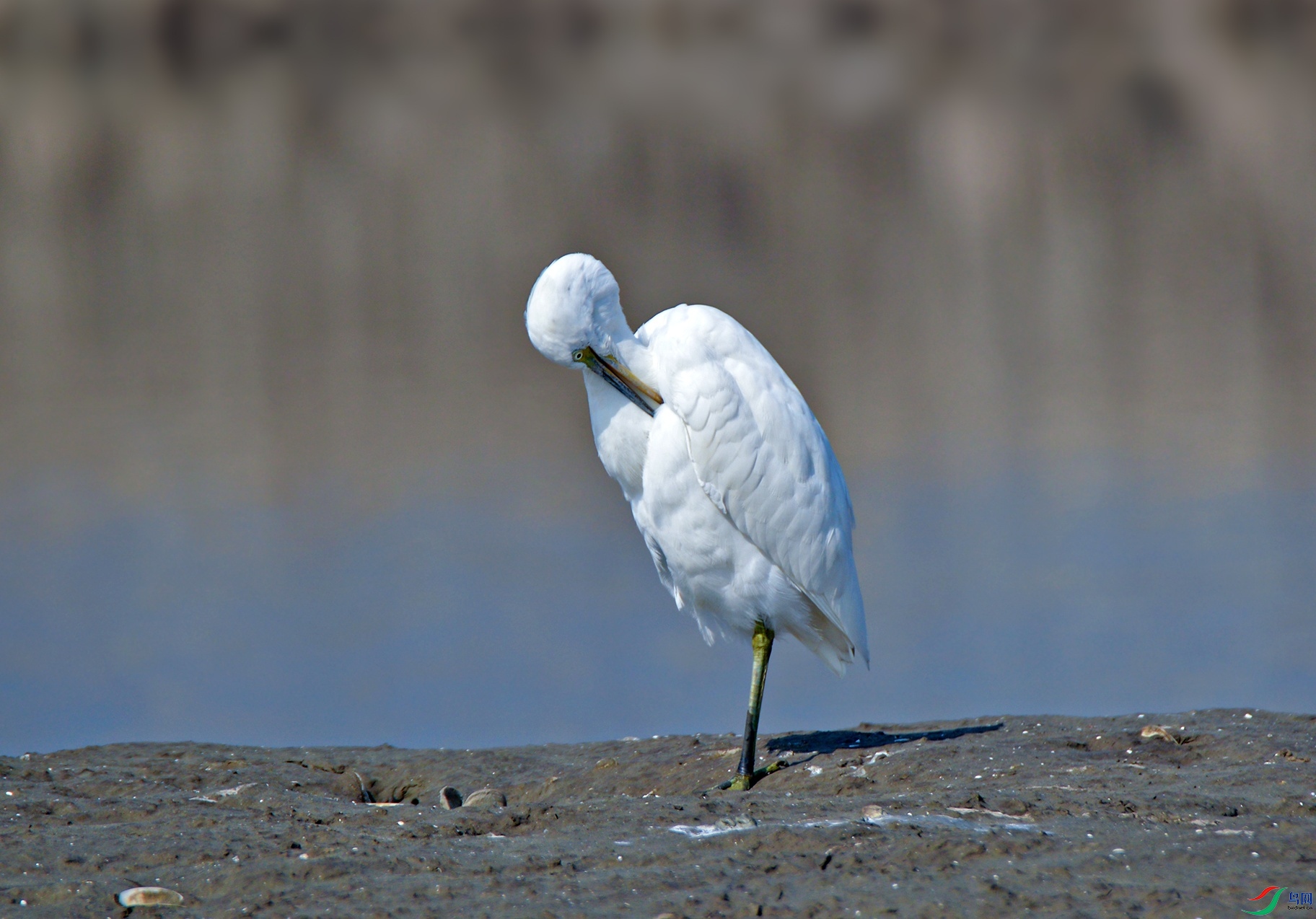 DSC_0017d.jpg