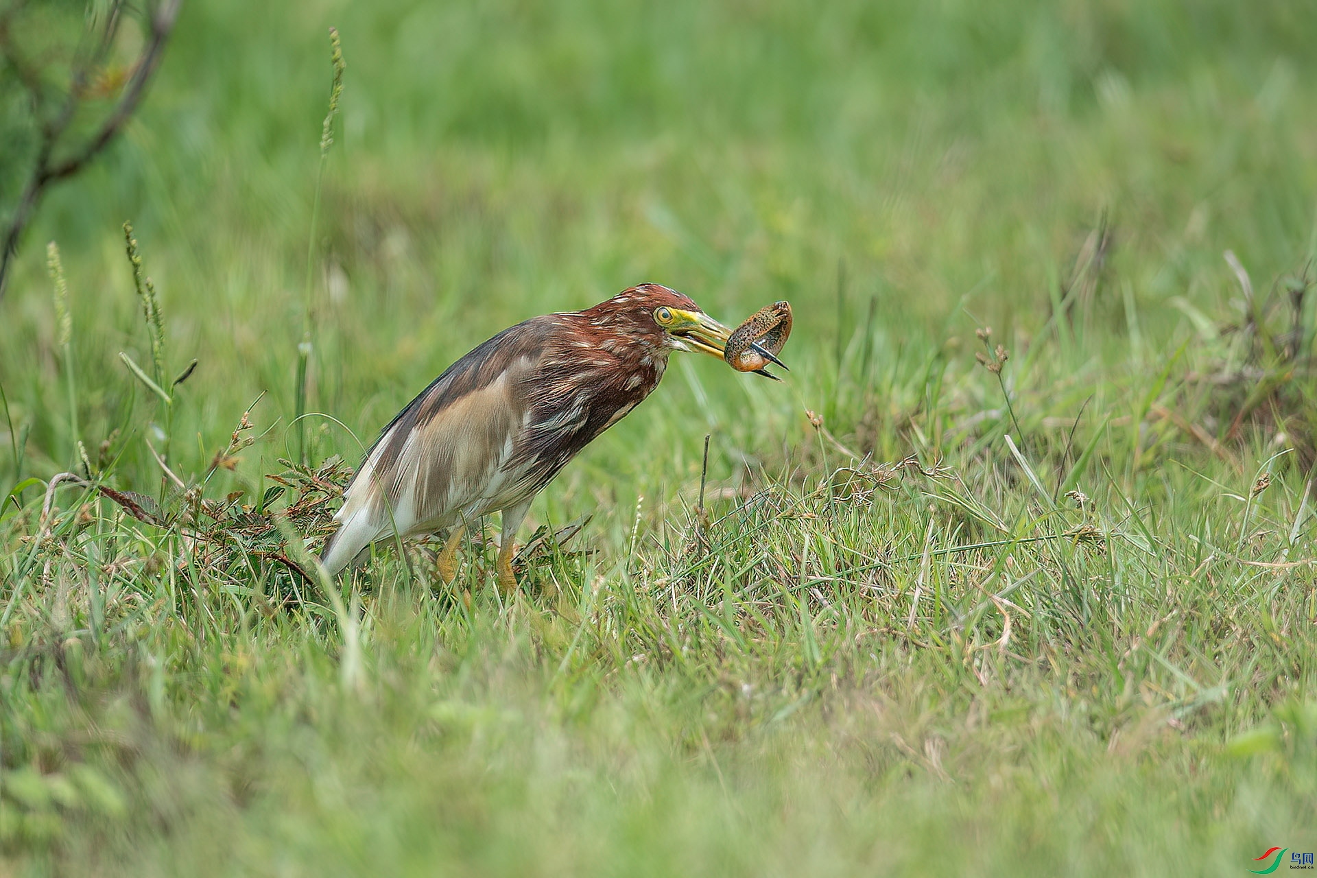 DSC_9657.jpg